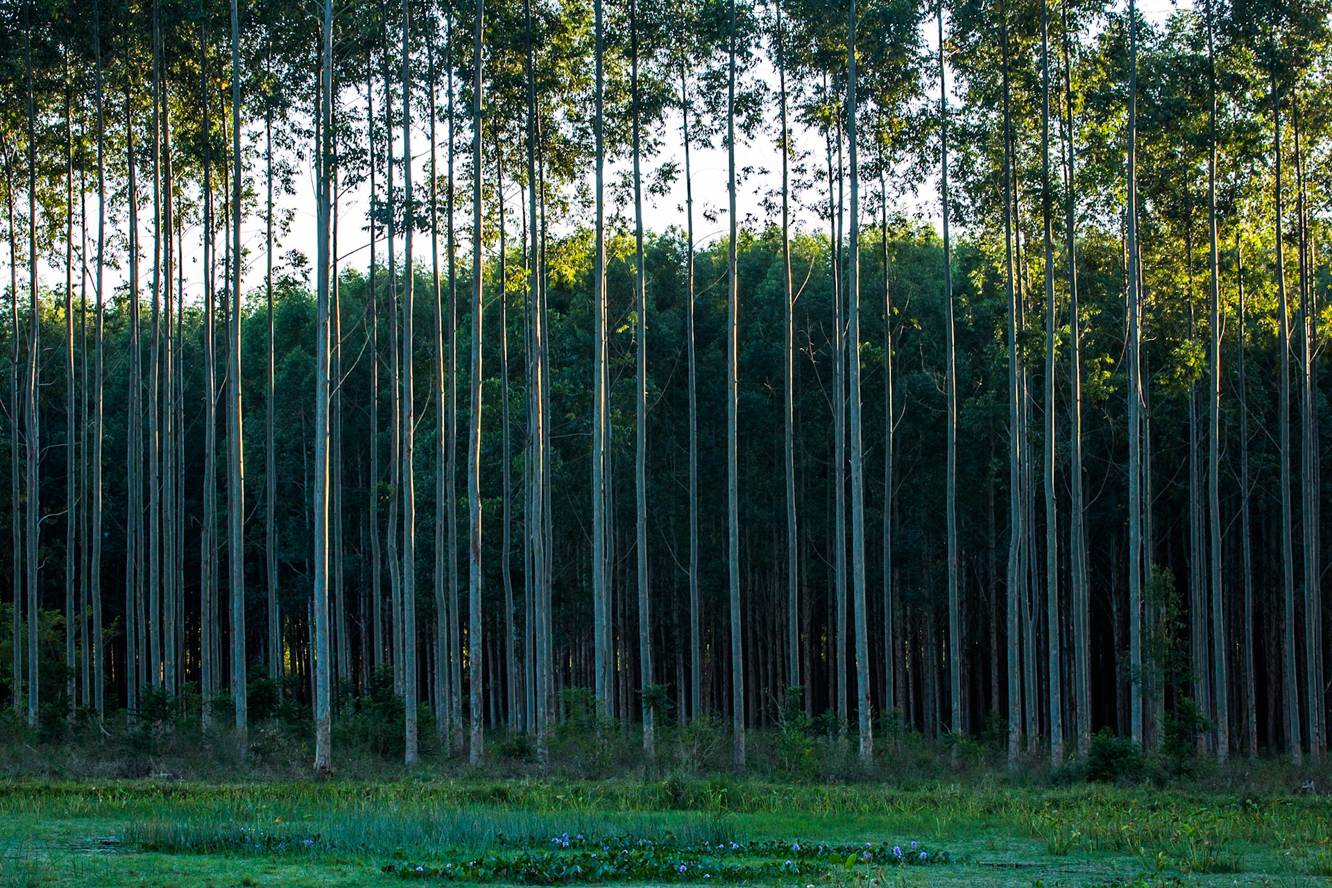 Puerto Valle Esteros, Ibera wetlands, Corrientes, Argentina