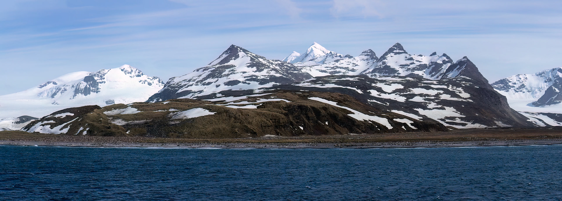 King penguin, Salisbury Plains, South Georgia