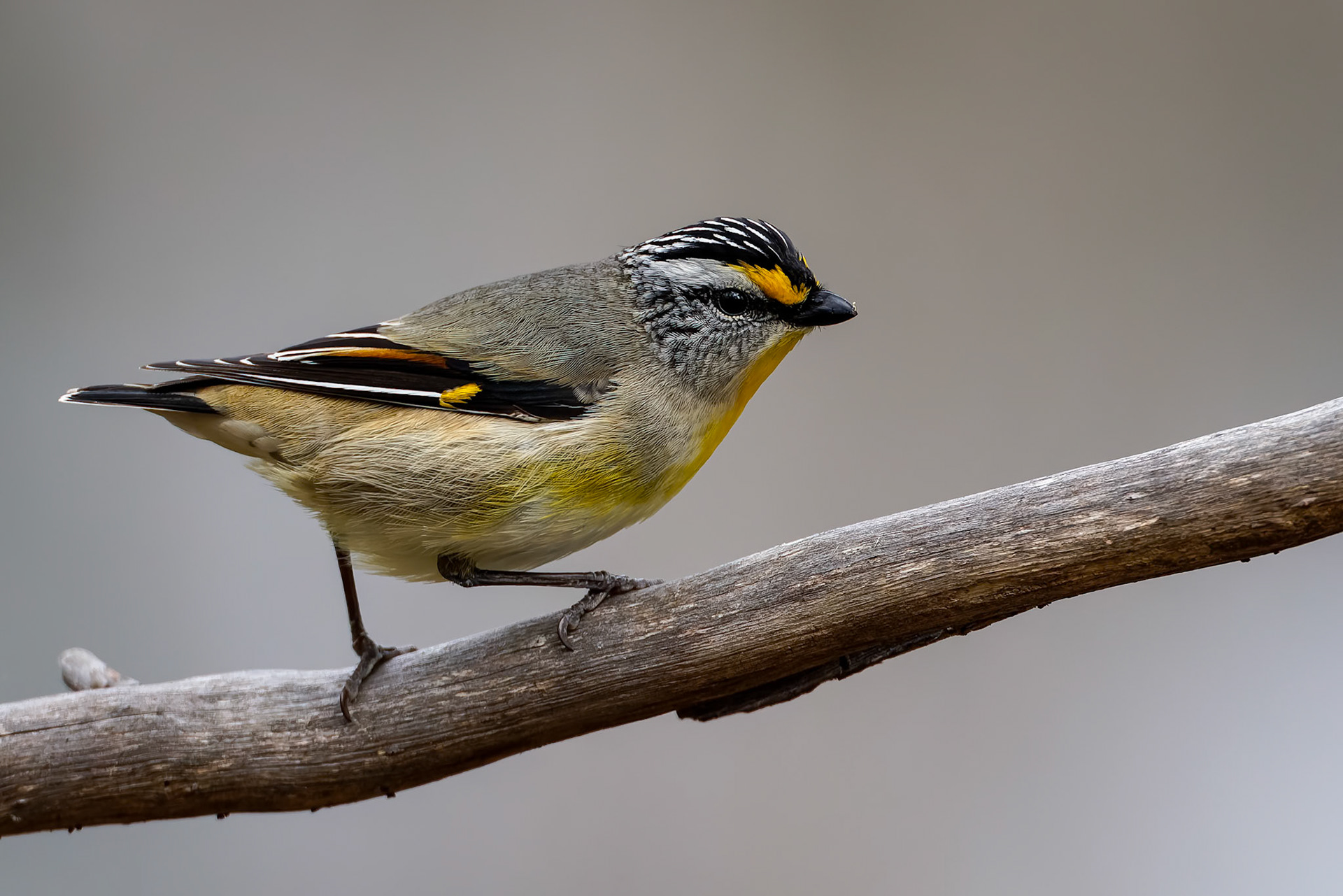 Striated, pardalote, Signal Hill, Hobart, Tasmania, Australia