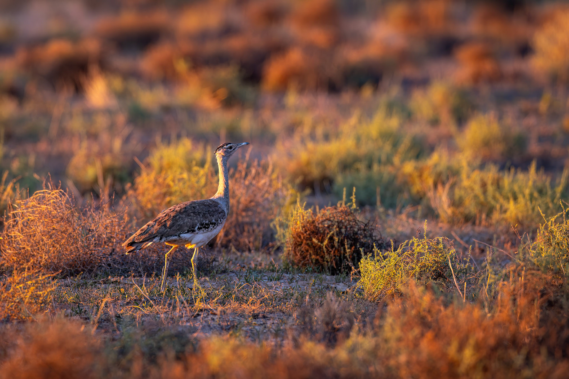 Australian bustard, Boulia to Birdsville, Queensland, Australia