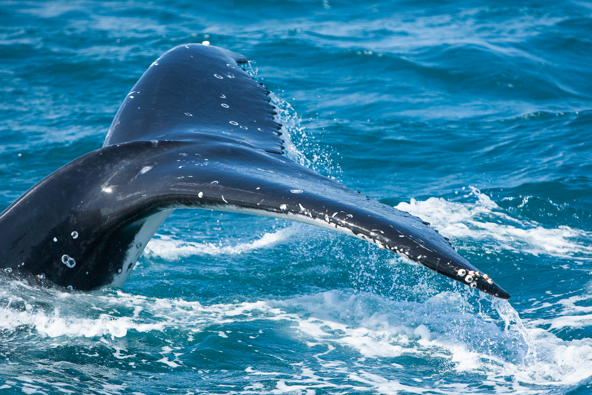 Humpback whale fluke, Hervey Bay near Fraser Island, Queensland