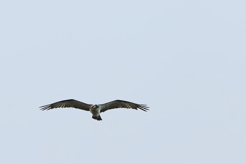 Eastern Osprey, Stradbroke Island, Queensland