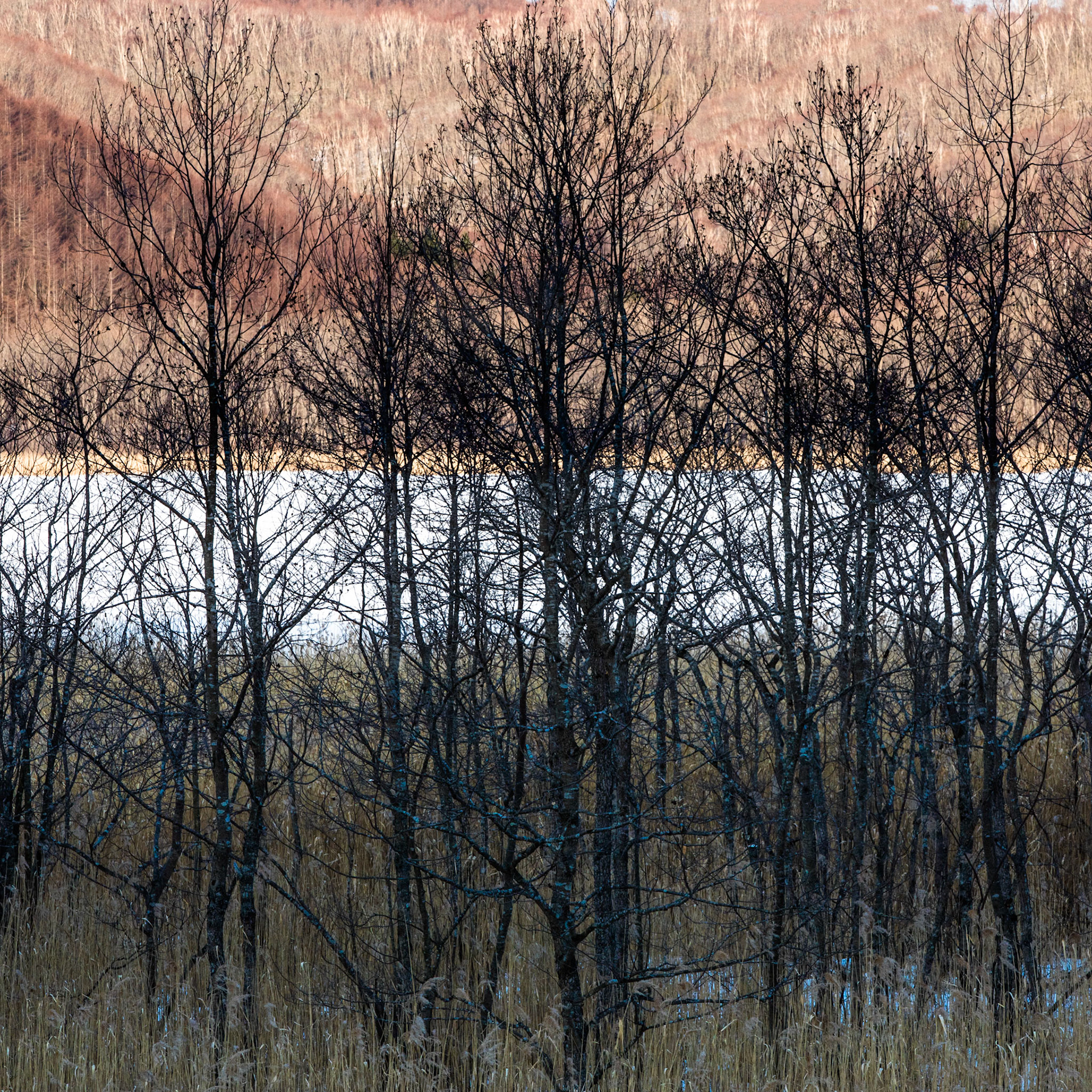 Kushiro marshland, Hokkaido, Japan