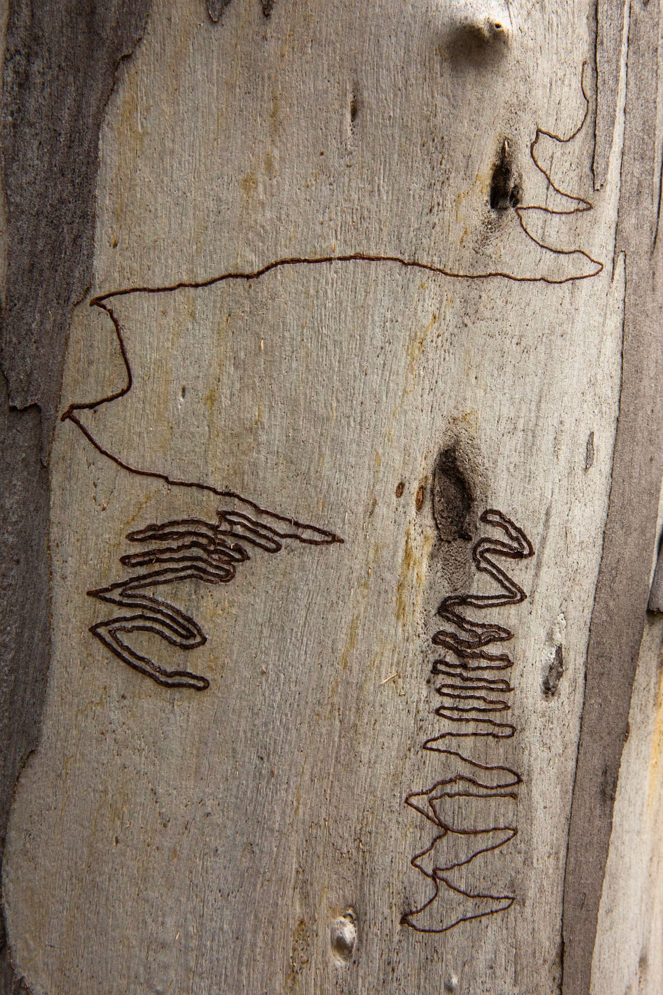 Sawpit creek track, Mount Kosciuszko National Park, Snowy Mountains, New South Wales