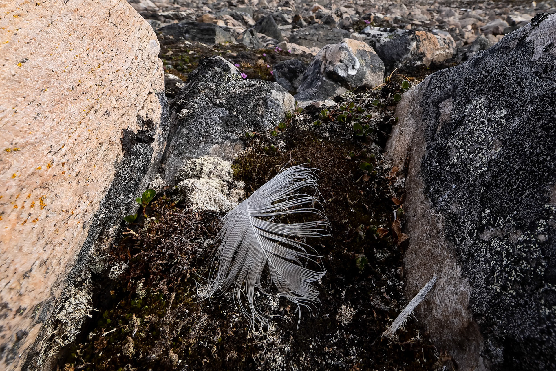 Landscape, Osteroyare, Svalbard, Norway