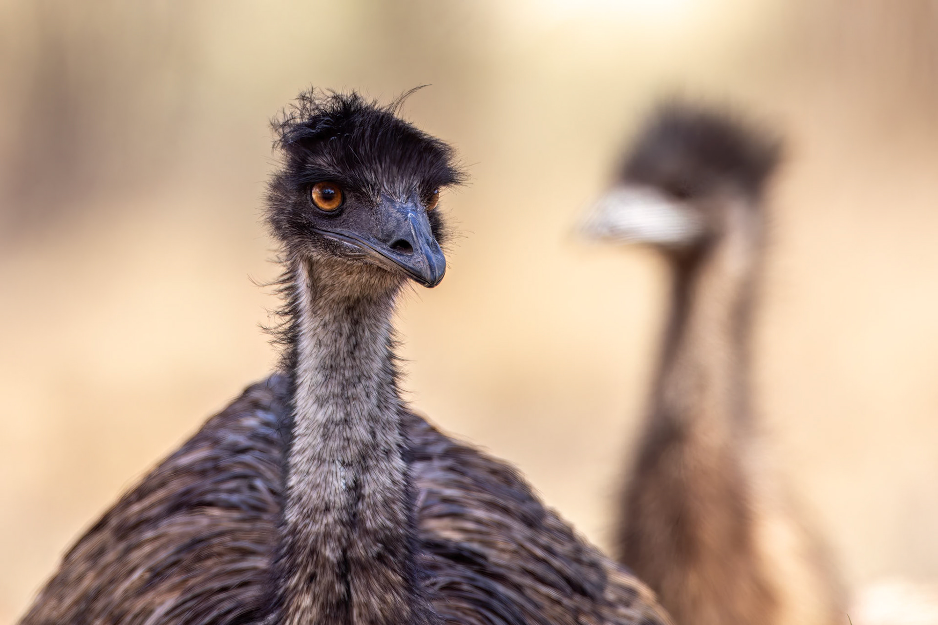 Emu, Thargomindah to Eulo, Queensland, Australia