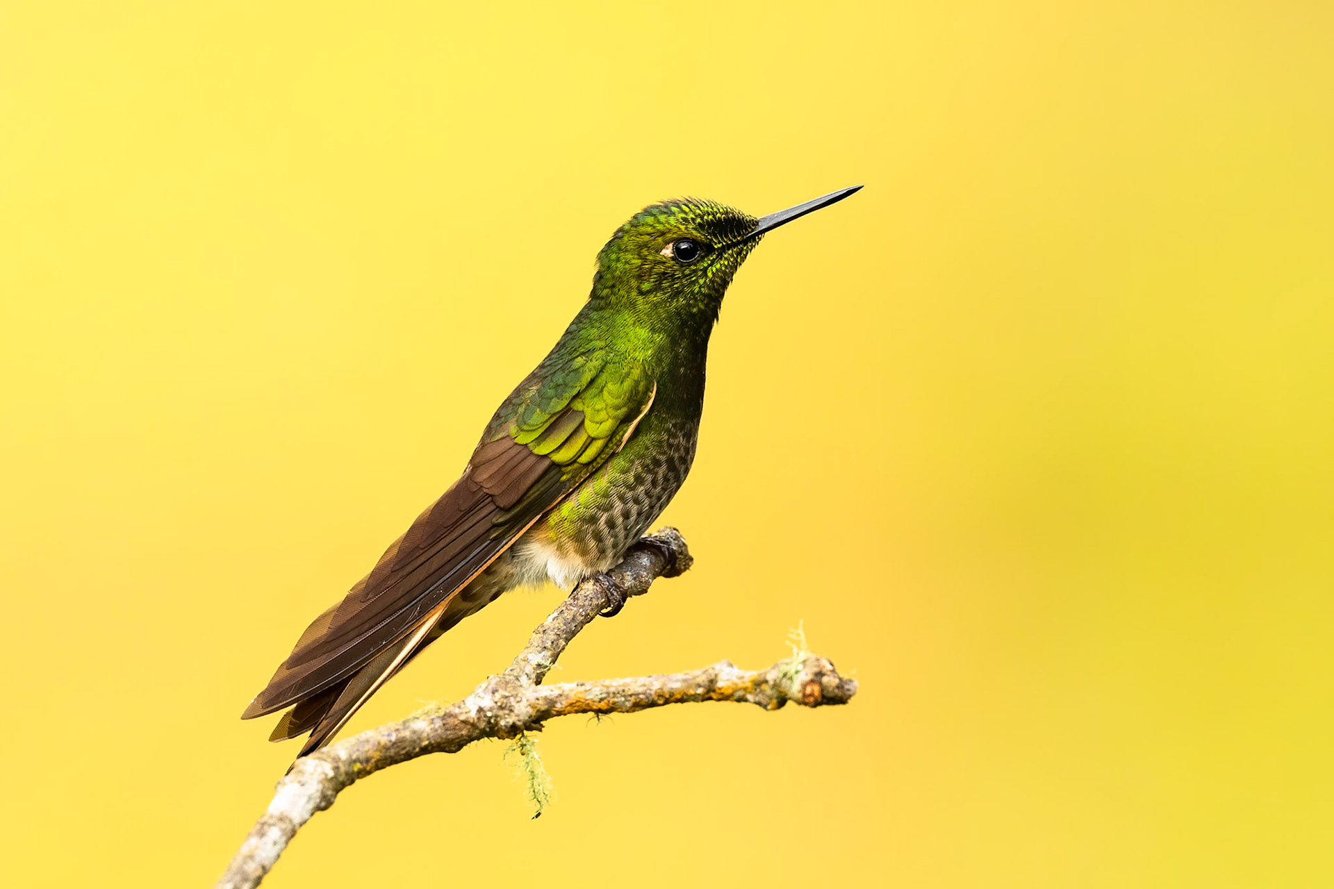 Buff-tailed coronet, Rio Blanco, Colombia