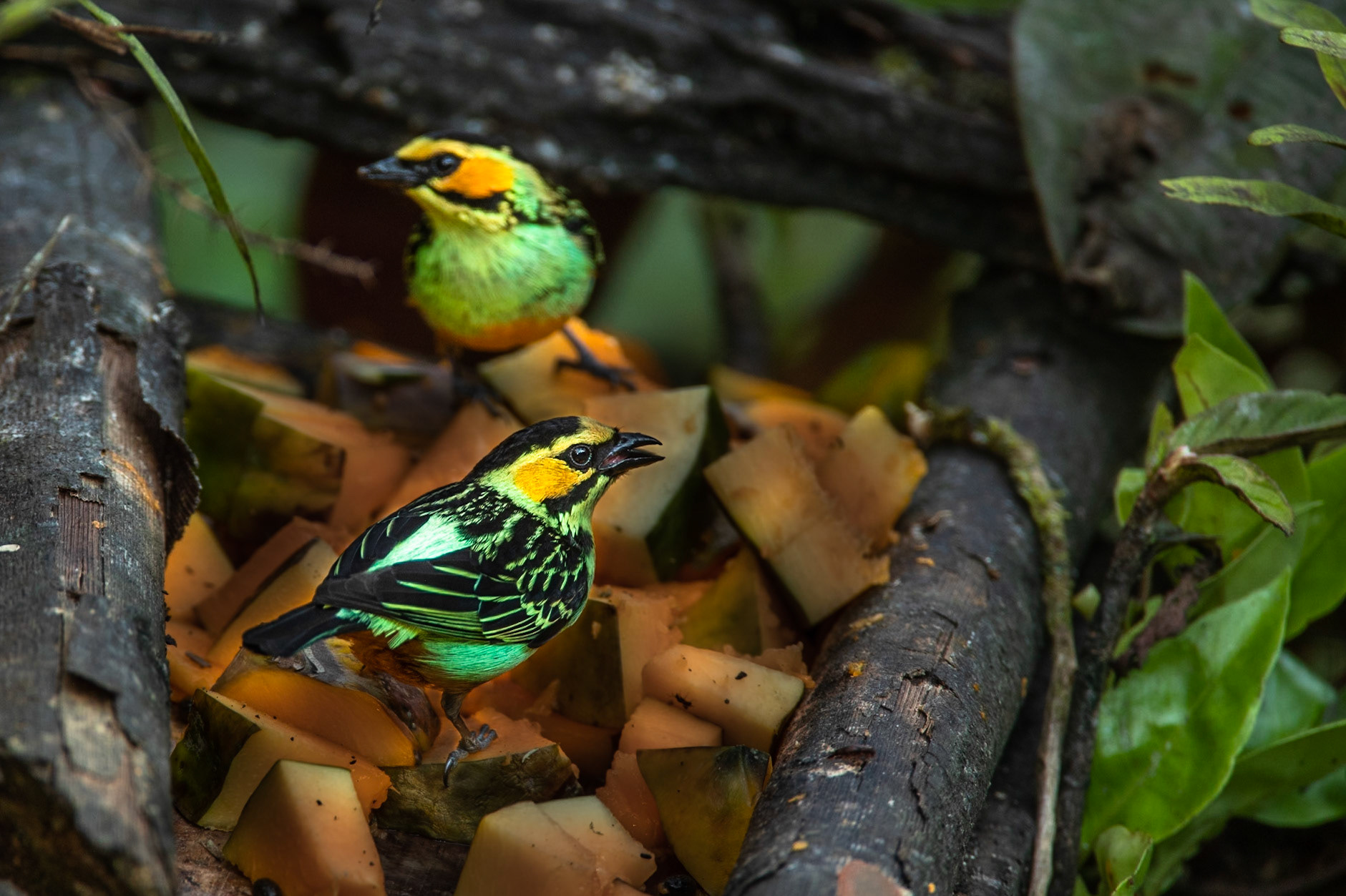 Golden-eared tanager, Cock of the Rock lodge, Manu road, Peru