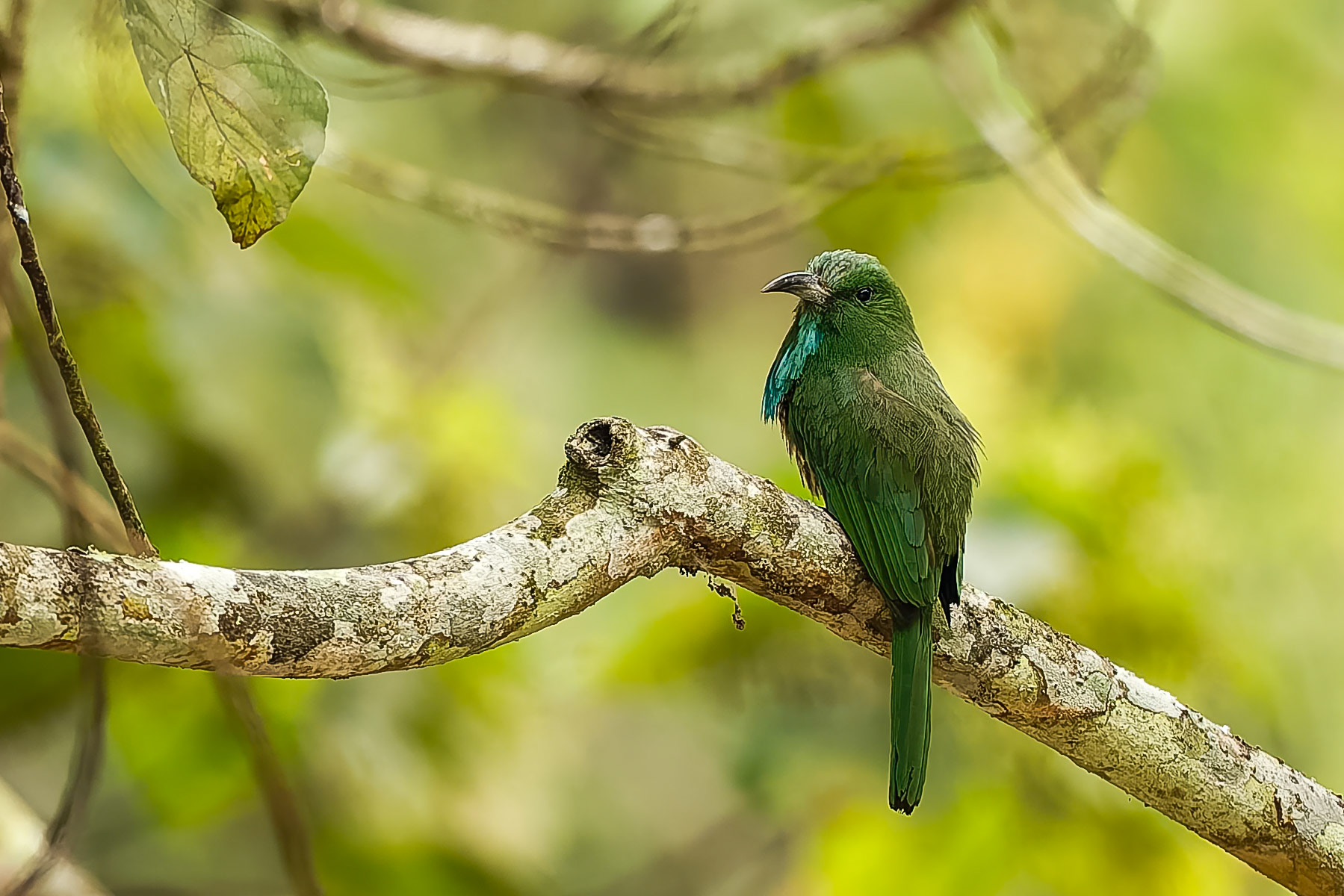 Khaeng Krackan National Park, Thailand