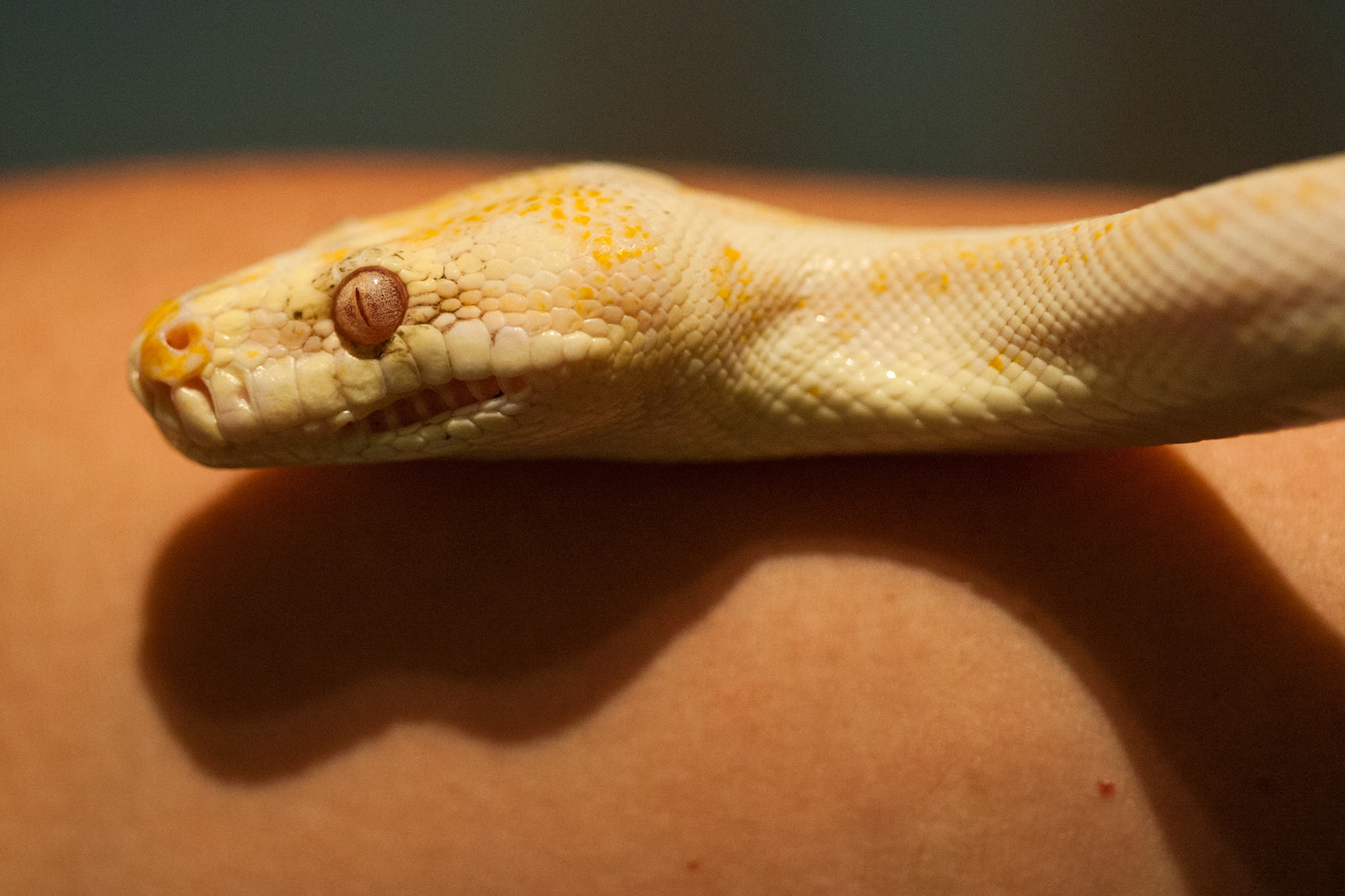 Albino carpet-python, Territory Wildlife Park, Darwin, Northern Territory