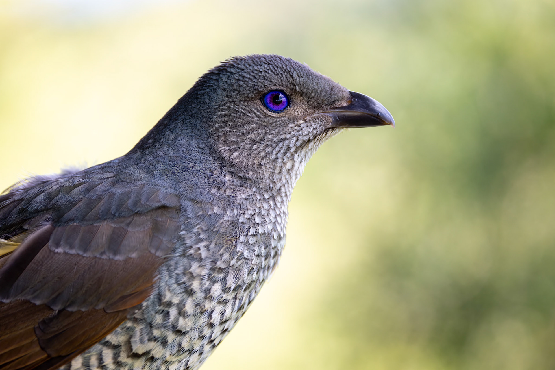 Regent bowerbird, O'Reilly's Rainforest Retreat, Lamington National Park, Queensland, Australia
