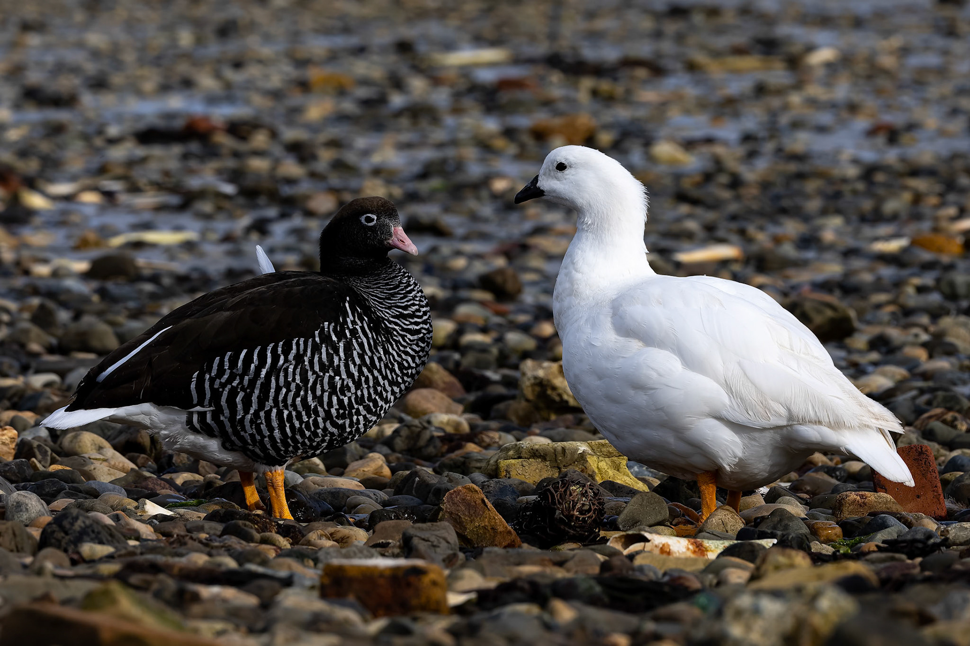 Kelp goose, Pebble Island, Falkland Islands