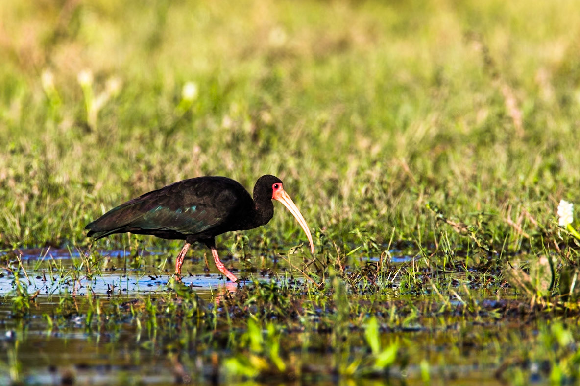 Bare-faced ibis, Pousada Piuval, Pantanal, Brazil