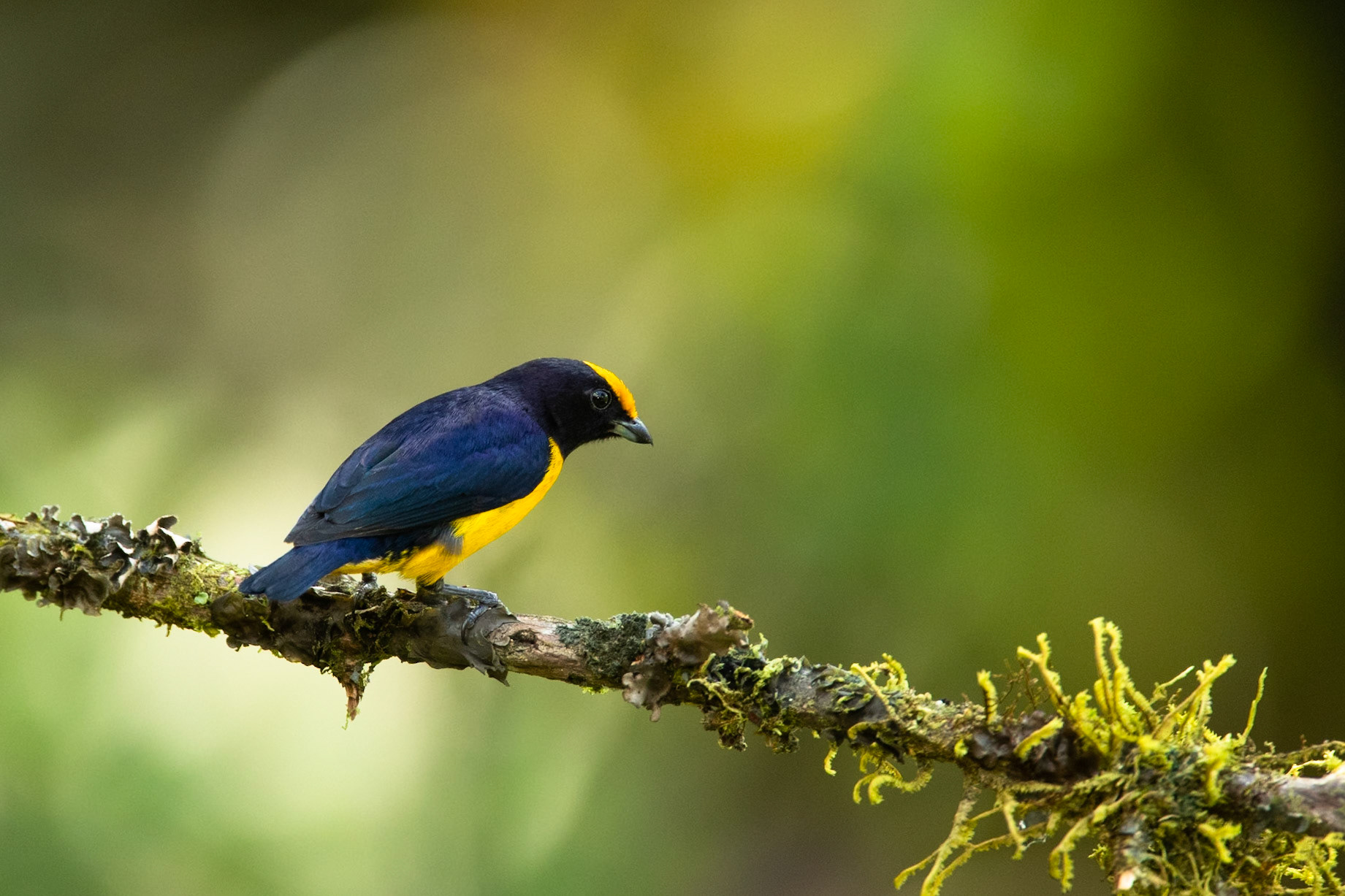 Orange-bellied euphonia, Cock of the Rock Lodge, Manu raod, Peru