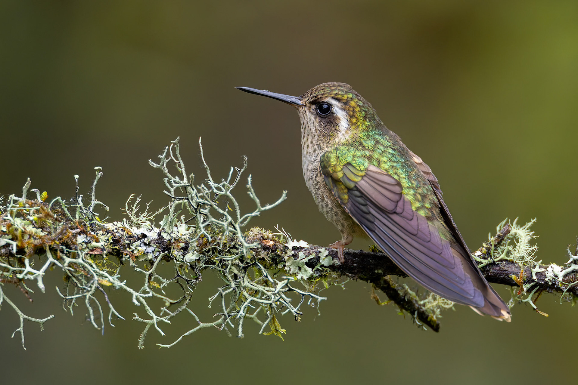 Speckled hummingbird, Urraca Lodge, Jorupe National Park, Ecuador