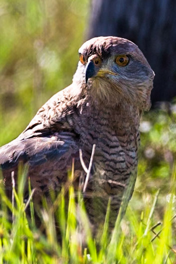 Savanna hawk, Pousada Piuval, Pantanal, Brazil