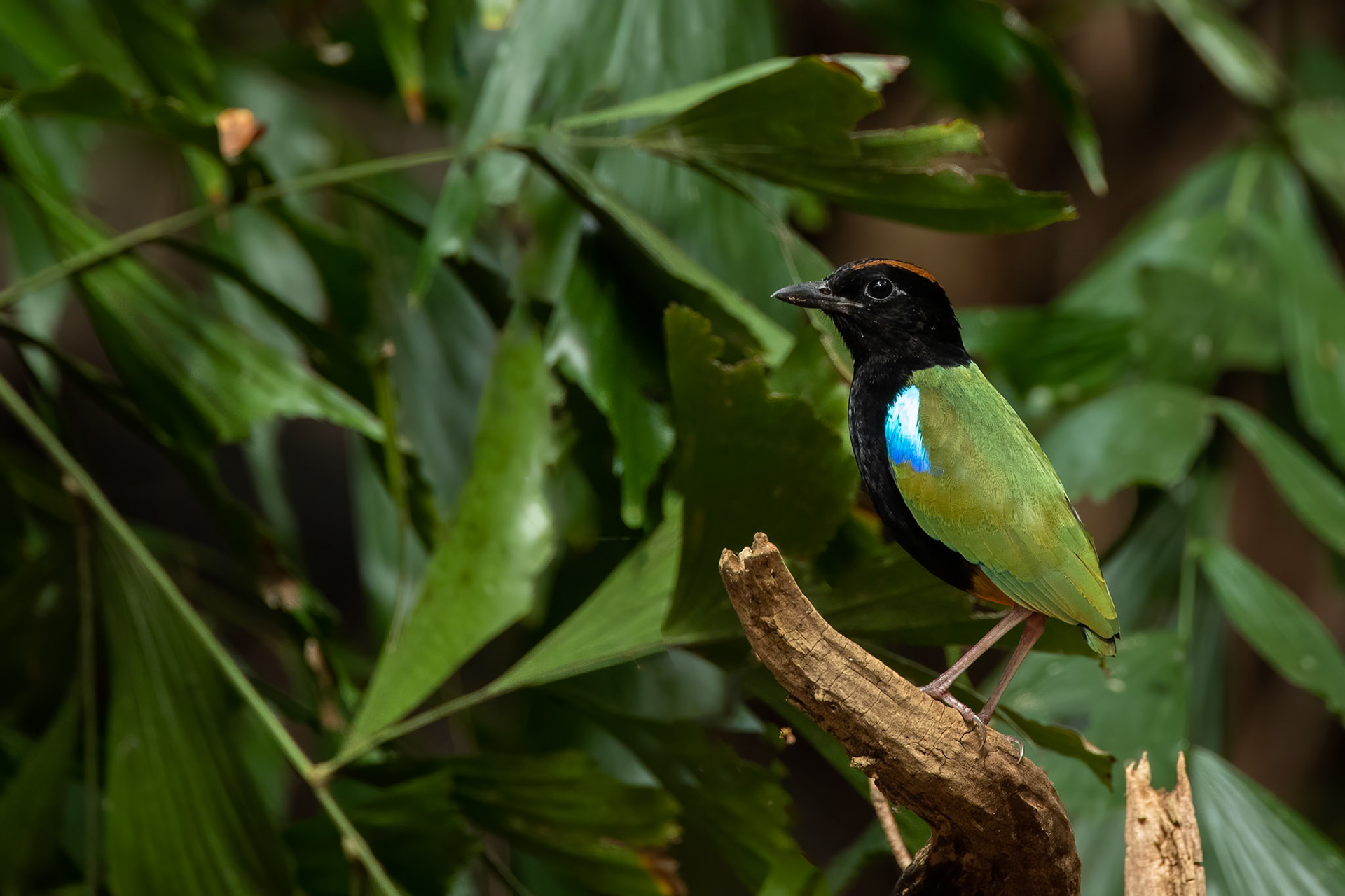 Rainbow pita, Darwin, Australia