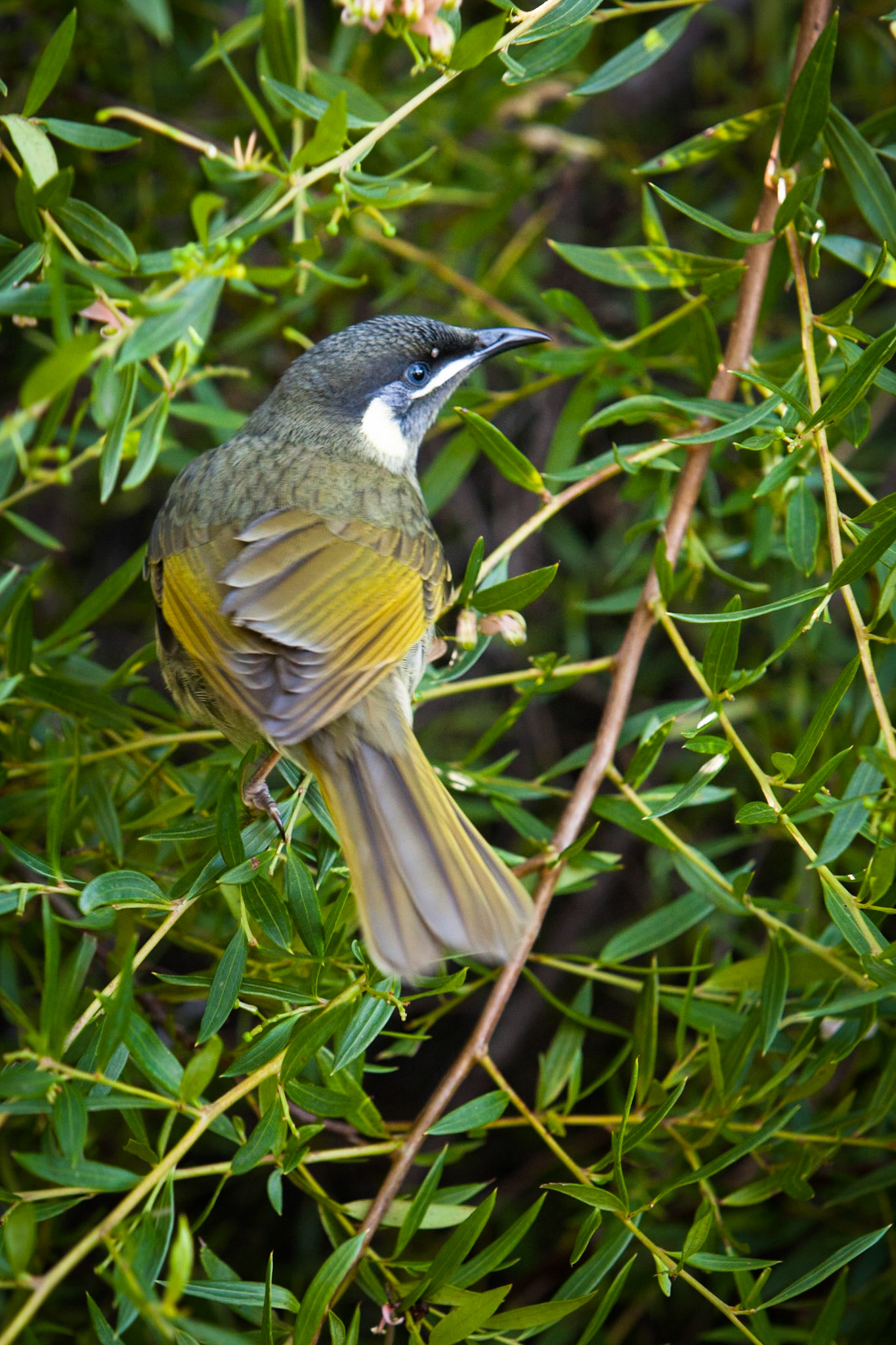 Lamington National Park, Queensland