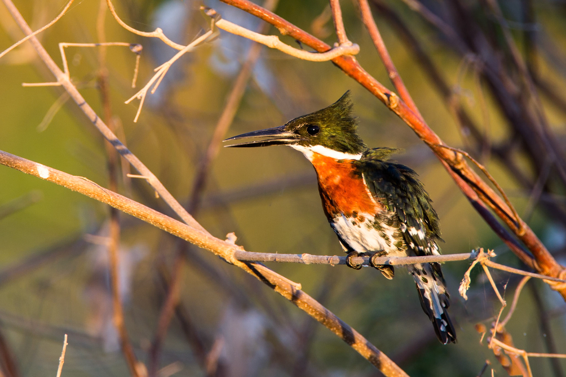 Green kingfisher, Transpantaneira, Pantanal, Brazil