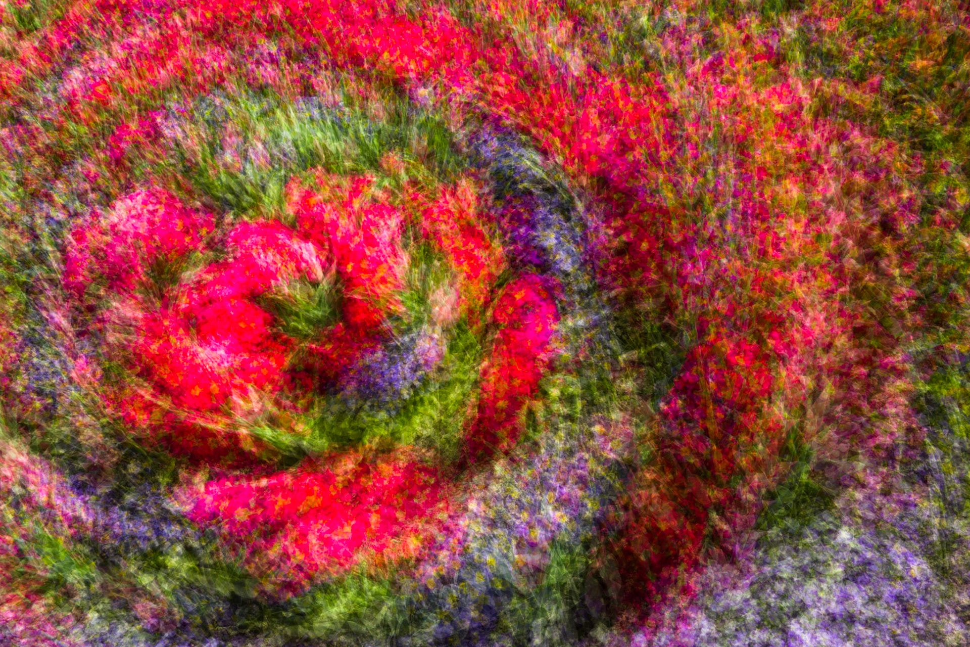 Flowers, Milthorpe, New South Wales, Australia