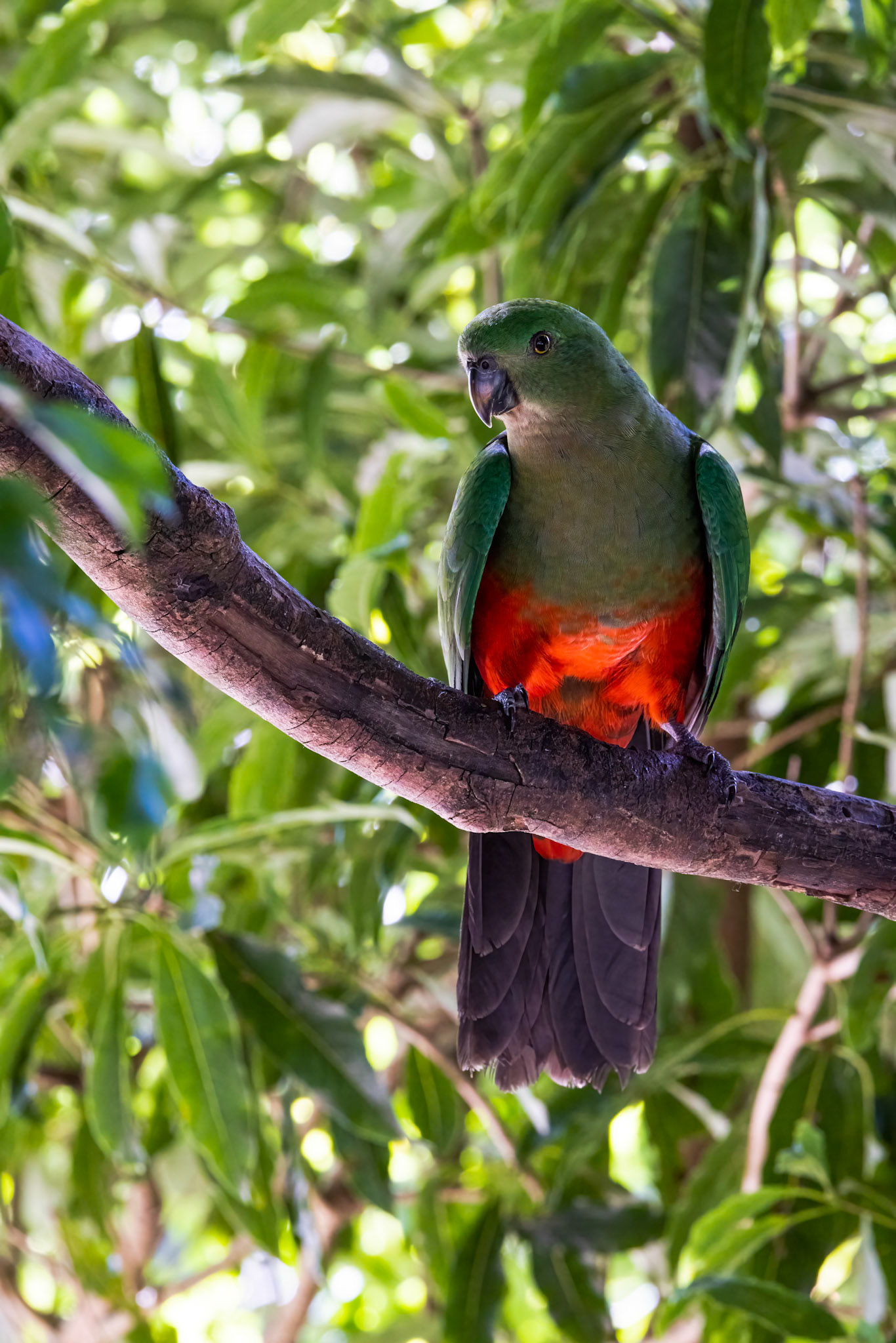 Australian king-parrot, O'Reilly's Rainforest Retreat, Lamington National Park, Queensland, Australia