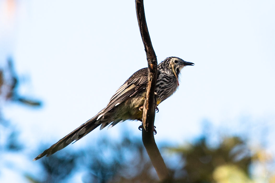 Yellow wattlebird, Peter Murrell Reserve, Hobart, Tasmania