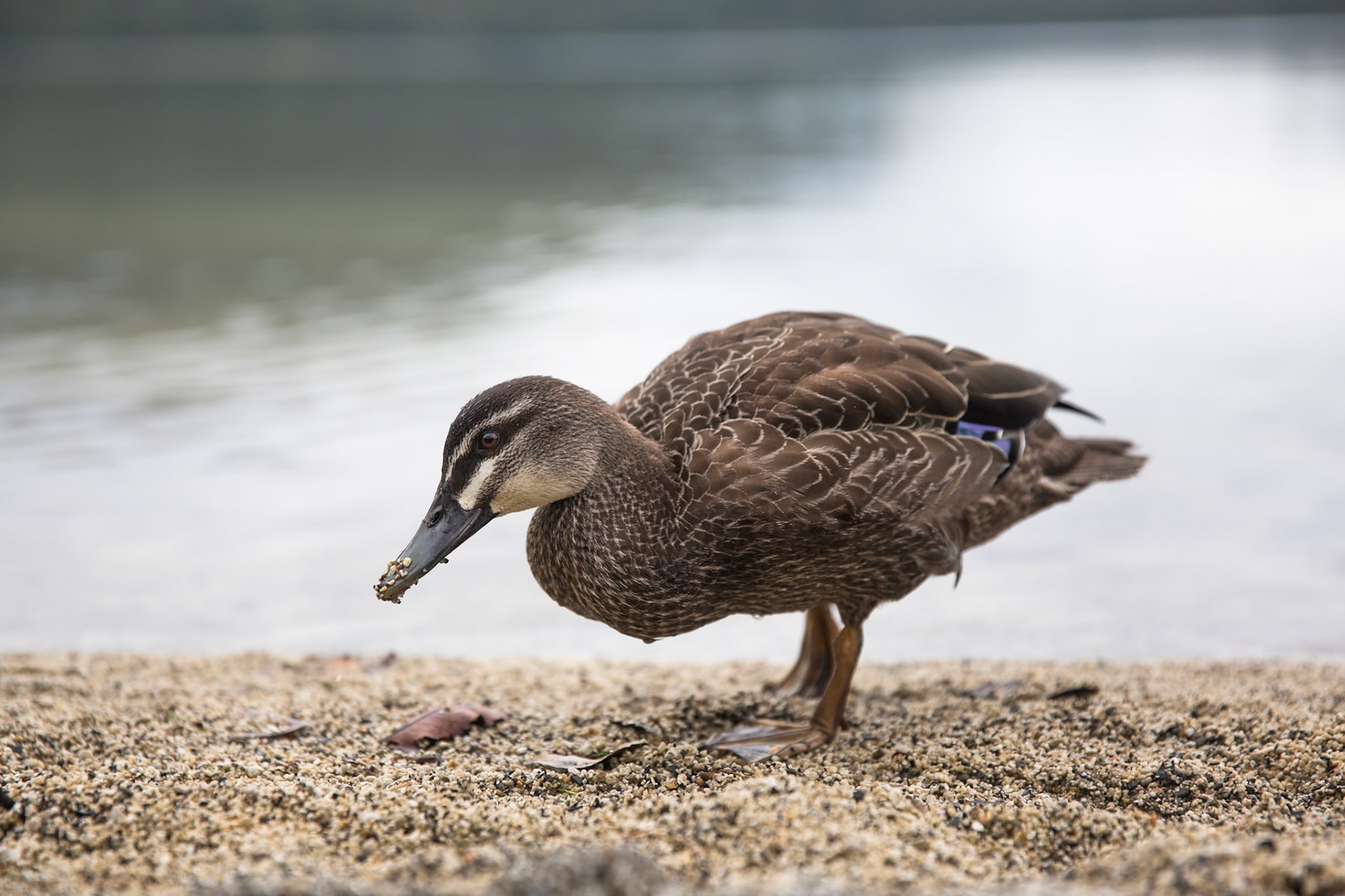 Grey duck, Rotopounamu lake, Tongariro, New Zealand