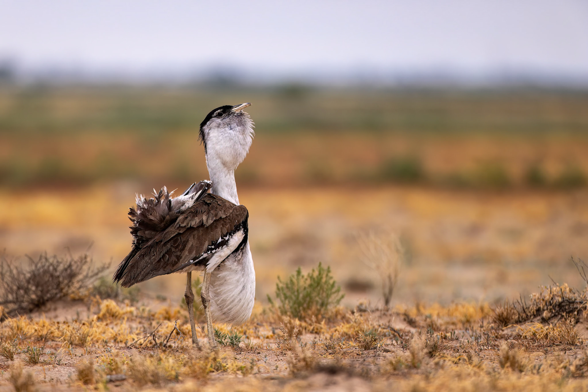 Australian bustard, Birdsville, Queensland, Australia