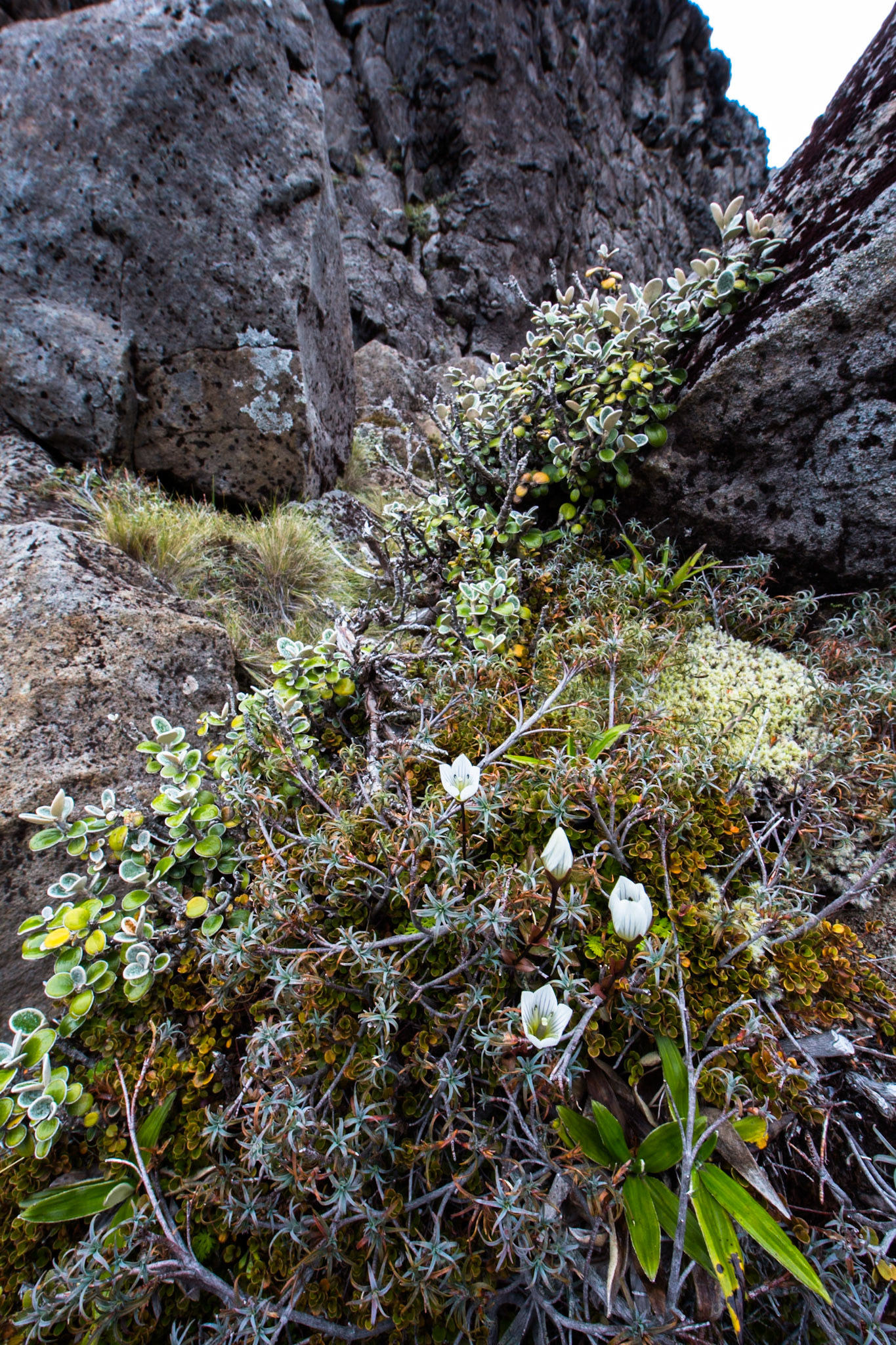Whakapapa, Tongariro, New Zealand