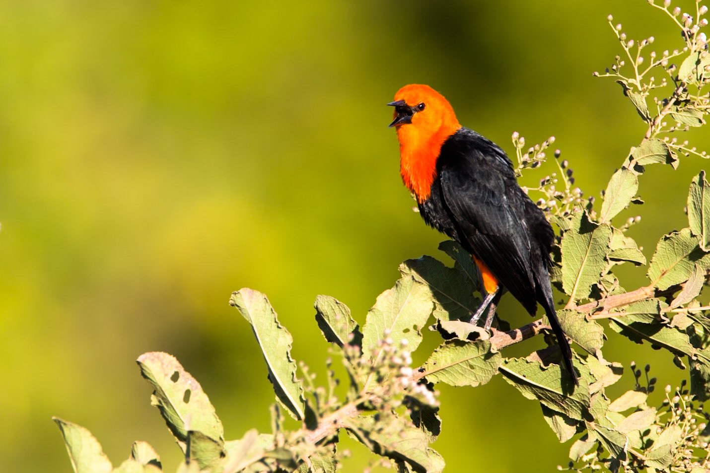 Scarlet headed balckbird, Transpantaneira, Pantanal, Brazil