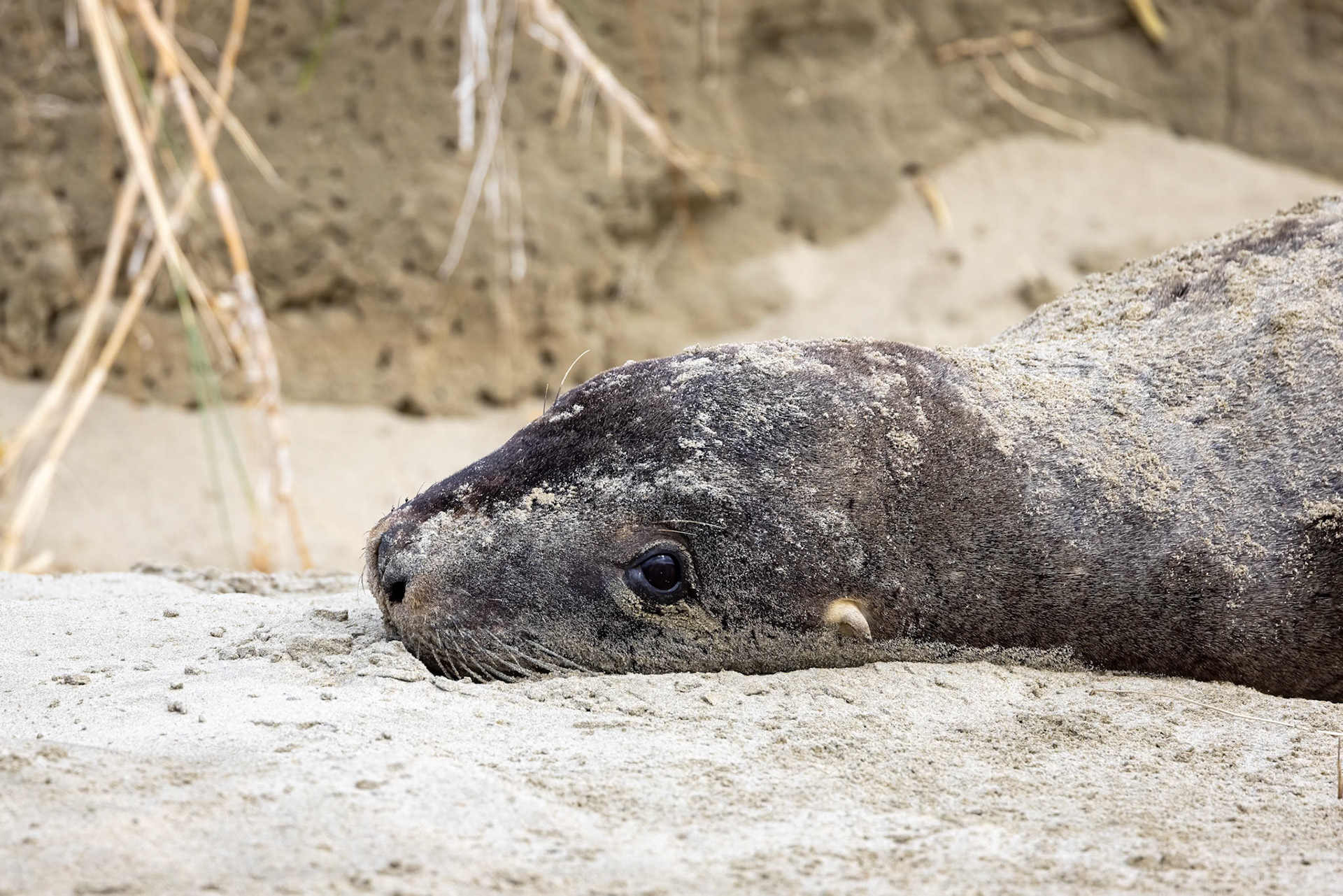 New Zealand sea lion, between Dunedin and Invercargill, New Zealand