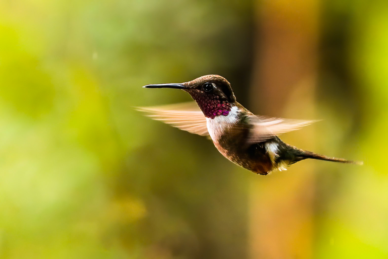 Purple-throated woodstar, Las Tangeras, Colombia