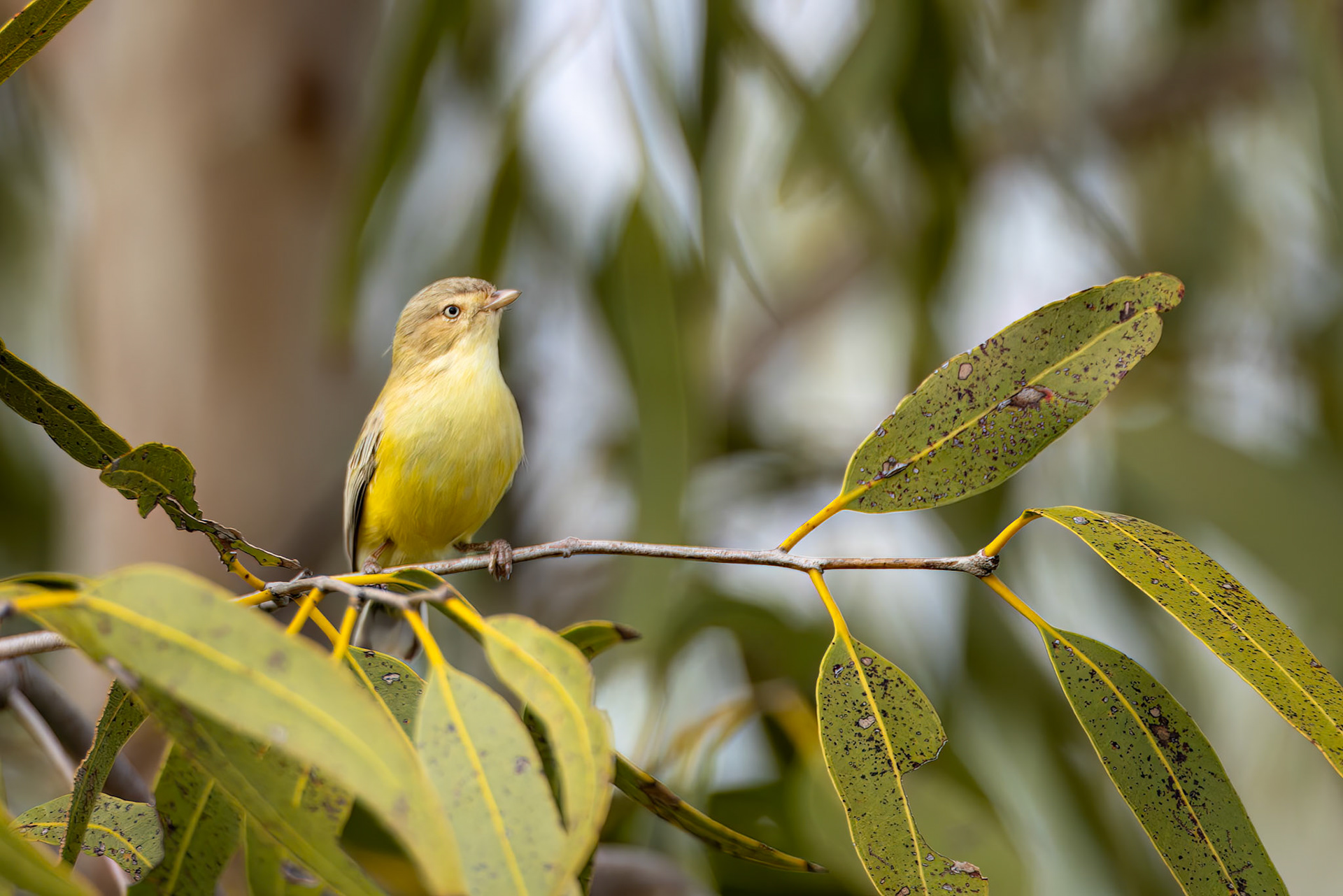 Weebill, Mount Isa to Boulia, Queensland, Australia