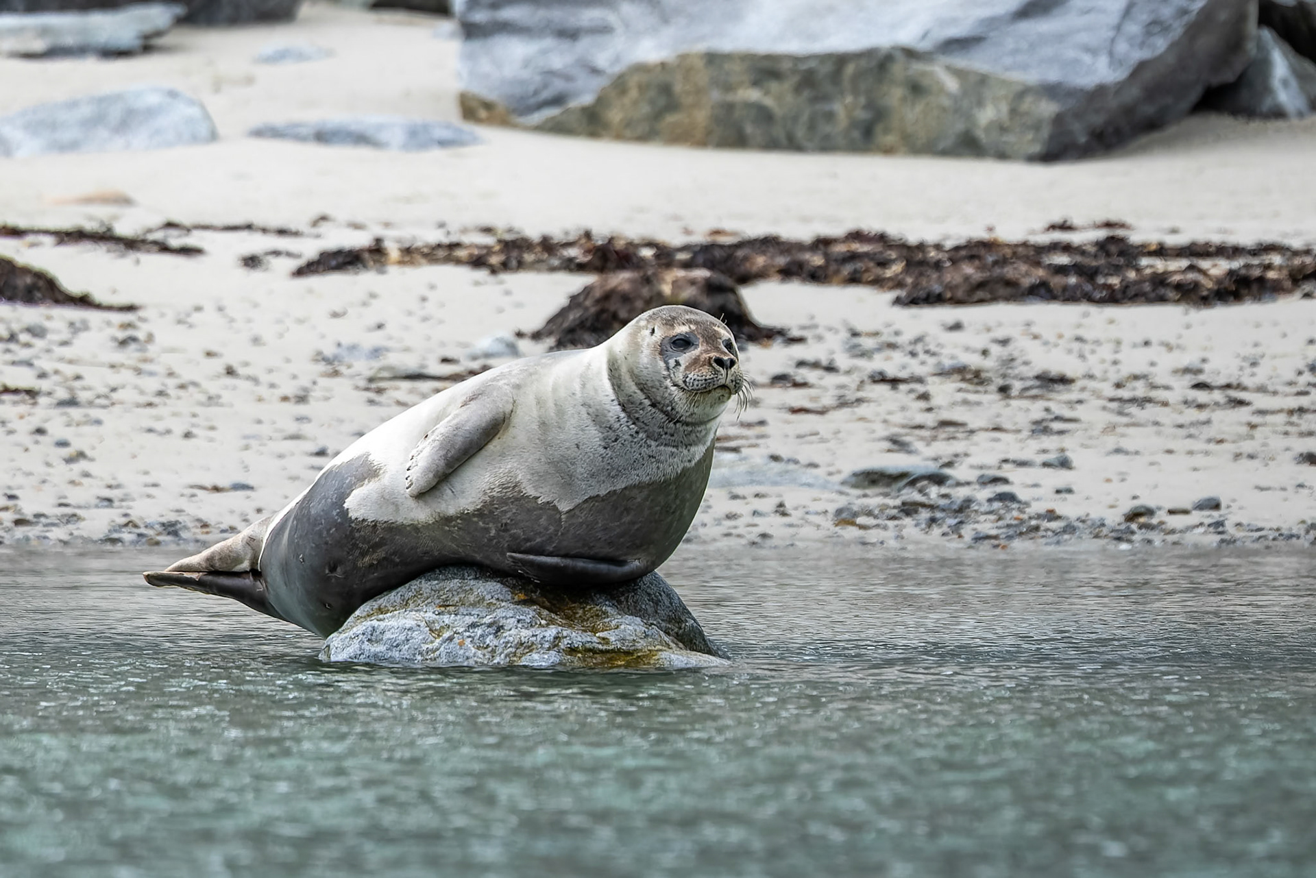 Harbour seal, Magdelena Fjord, Svalbard, Norway