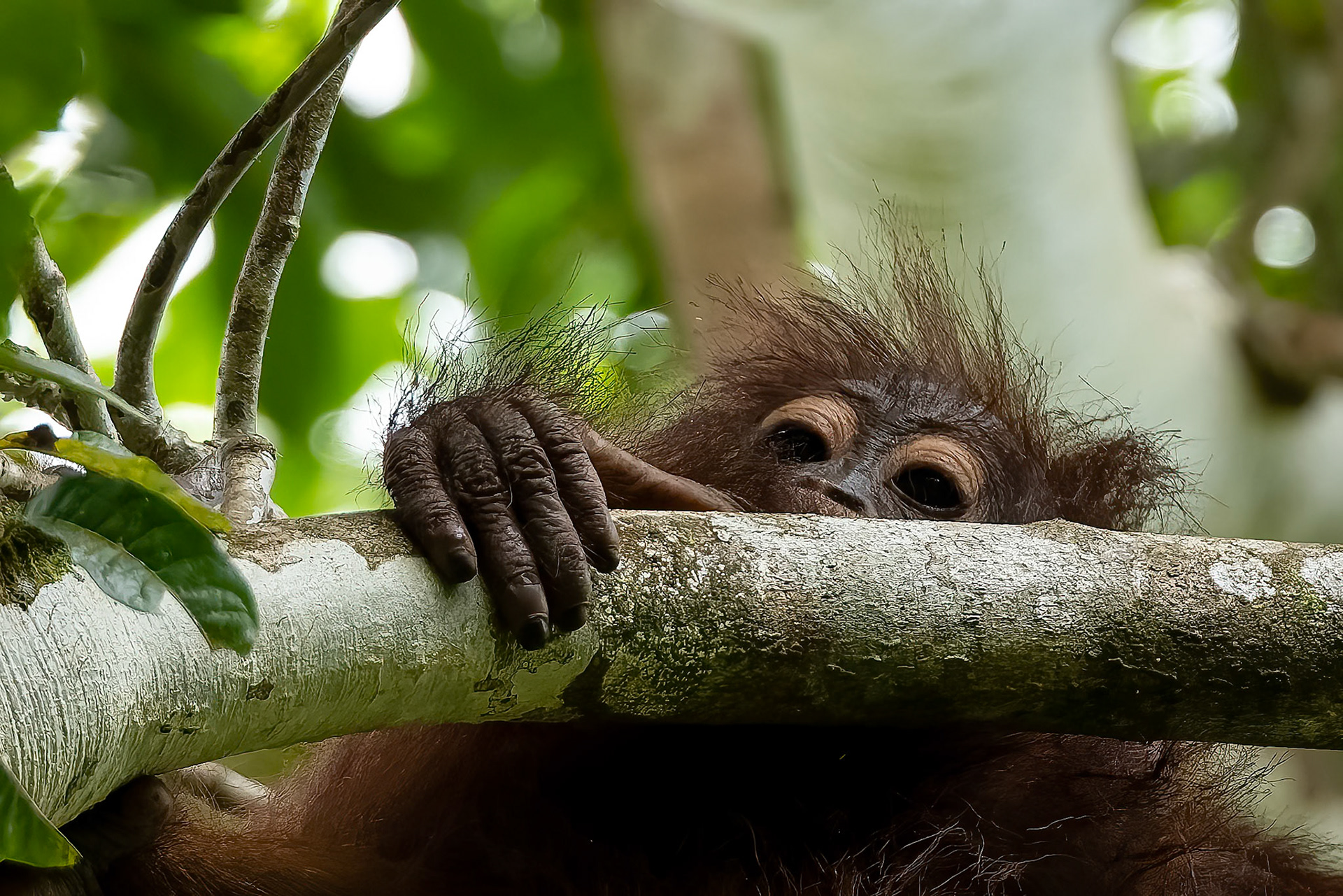 Orangutan, Sukau, Borneo
