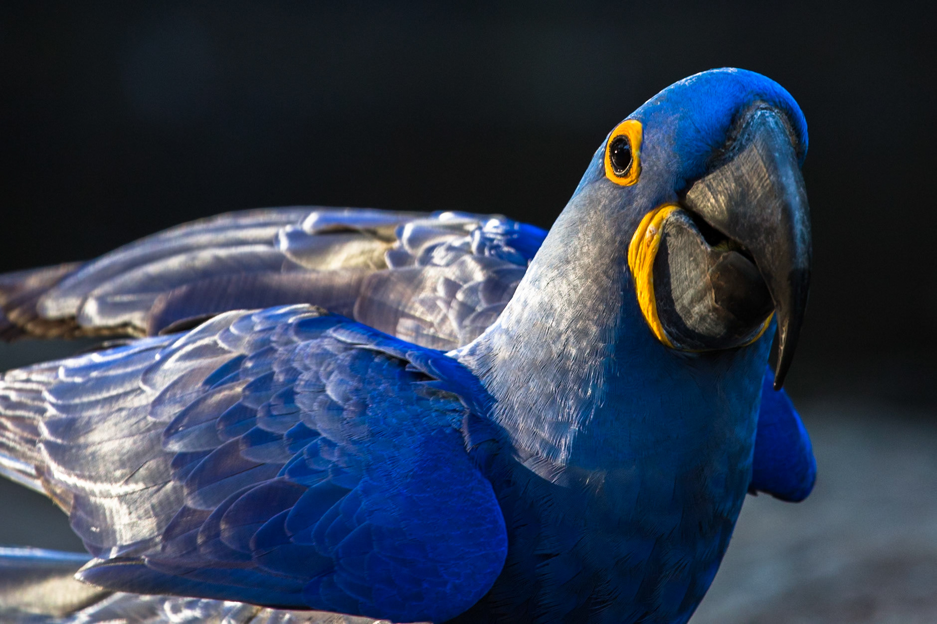 Hyacinth macaw, Iguassu bird park, Brazil