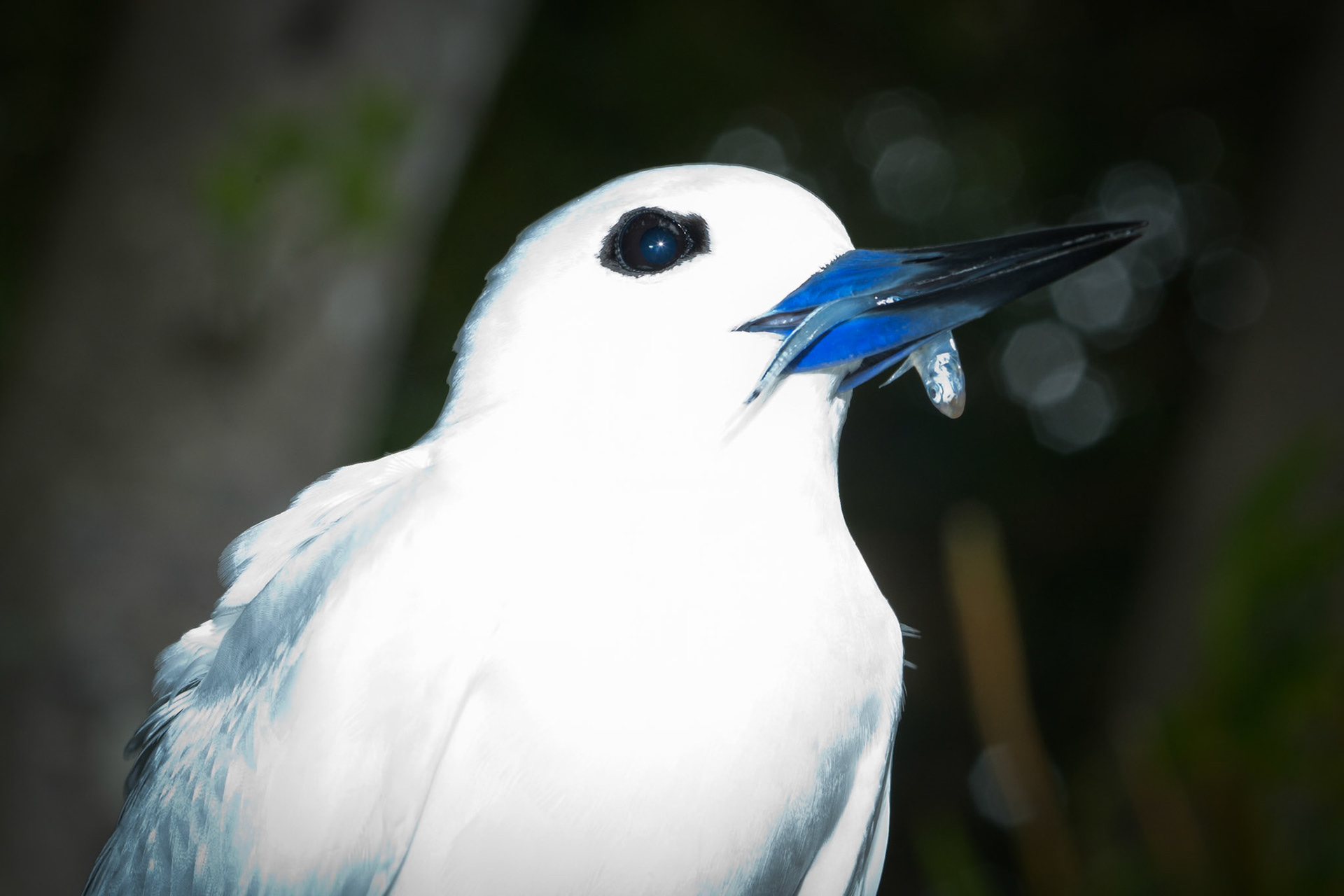 White tern holding a tiny fish in its beak, Wilsons, Lord Howe Island.