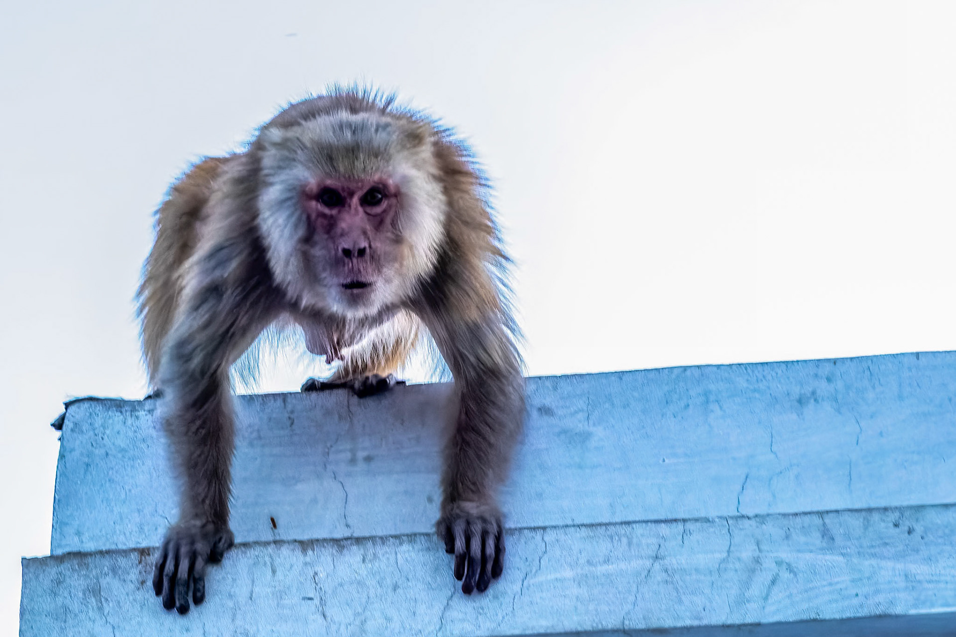 Rhesus macaque, Fort Unchagaon, India