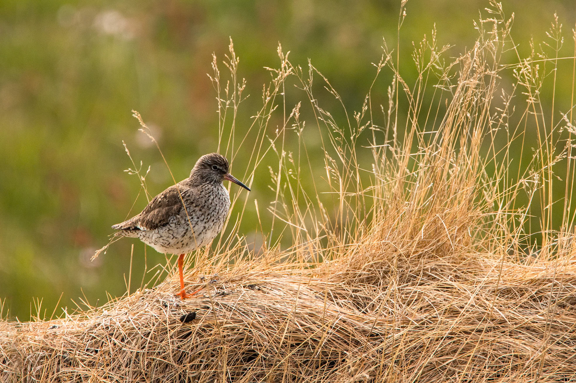 Common redshank, Flatey island,  Breiðafjörður, Iceland