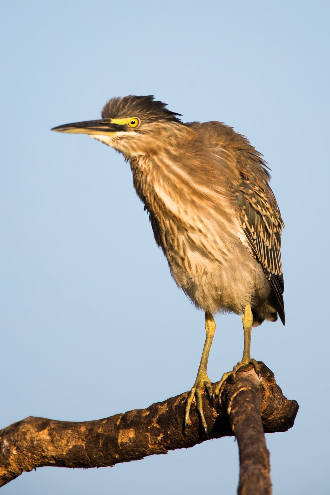 Striated heron, Porto Jofre, Pantanal, Brazil