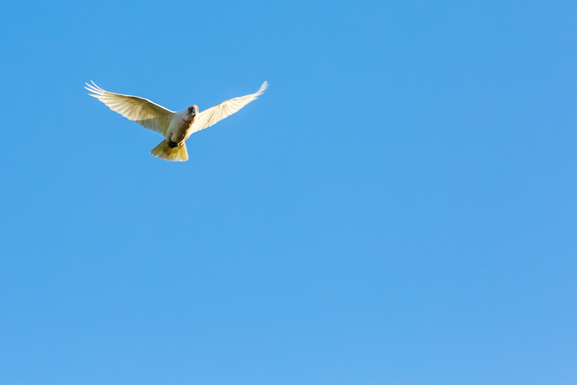 Long-billed correlas, Eagle Wings Rise, Hall's Gap, The Grampians, Victoria