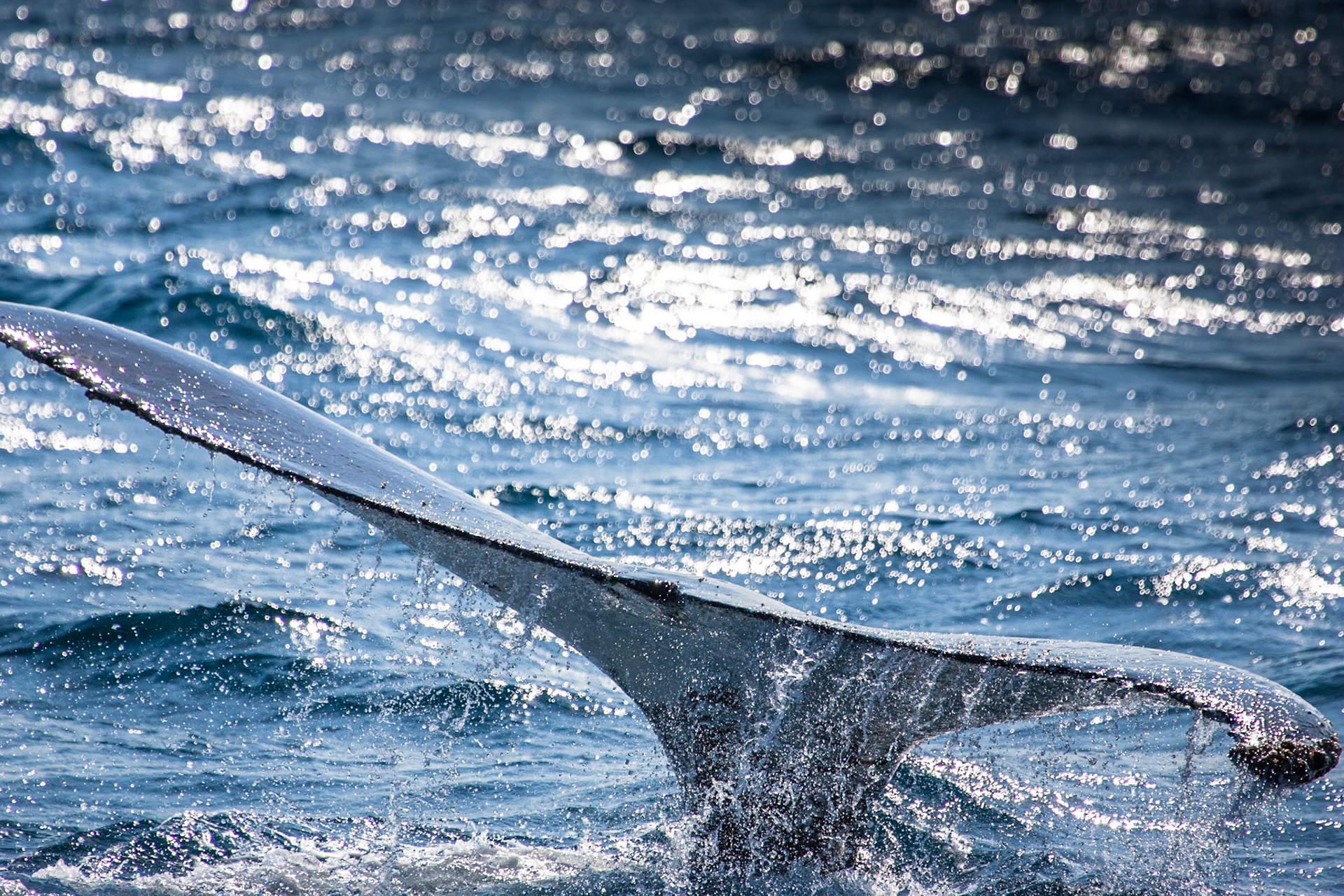 Humpback whale fluke, Hervey Bay near Fraser Island, Queensland