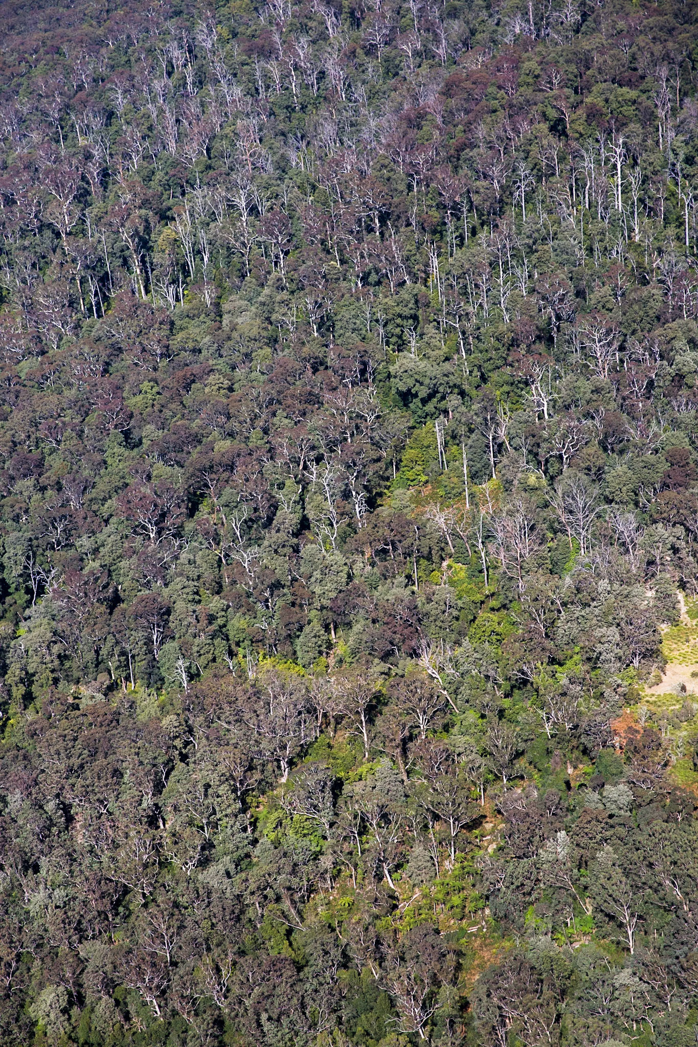 Started on the track to Golf Links lookout. Walked past the Pool of Siloam to Gordon Falls lookout. Followed the Prince Henry cliff walk to Leura Cascades from where we descended through Leura Forest to the junction with Federal Pass tea stop. Continued along Federal Pass past the junction with Dardanelles Pass (near the base of the Giant Staircase); past the base of Furber Steps to the Scenic Railway lower station (Lunch stop).  Some returned via the Scenic Railway, whilst others retraced steps and ascended the Giant Staircase to Echo Point. Notes by Peter Watt.