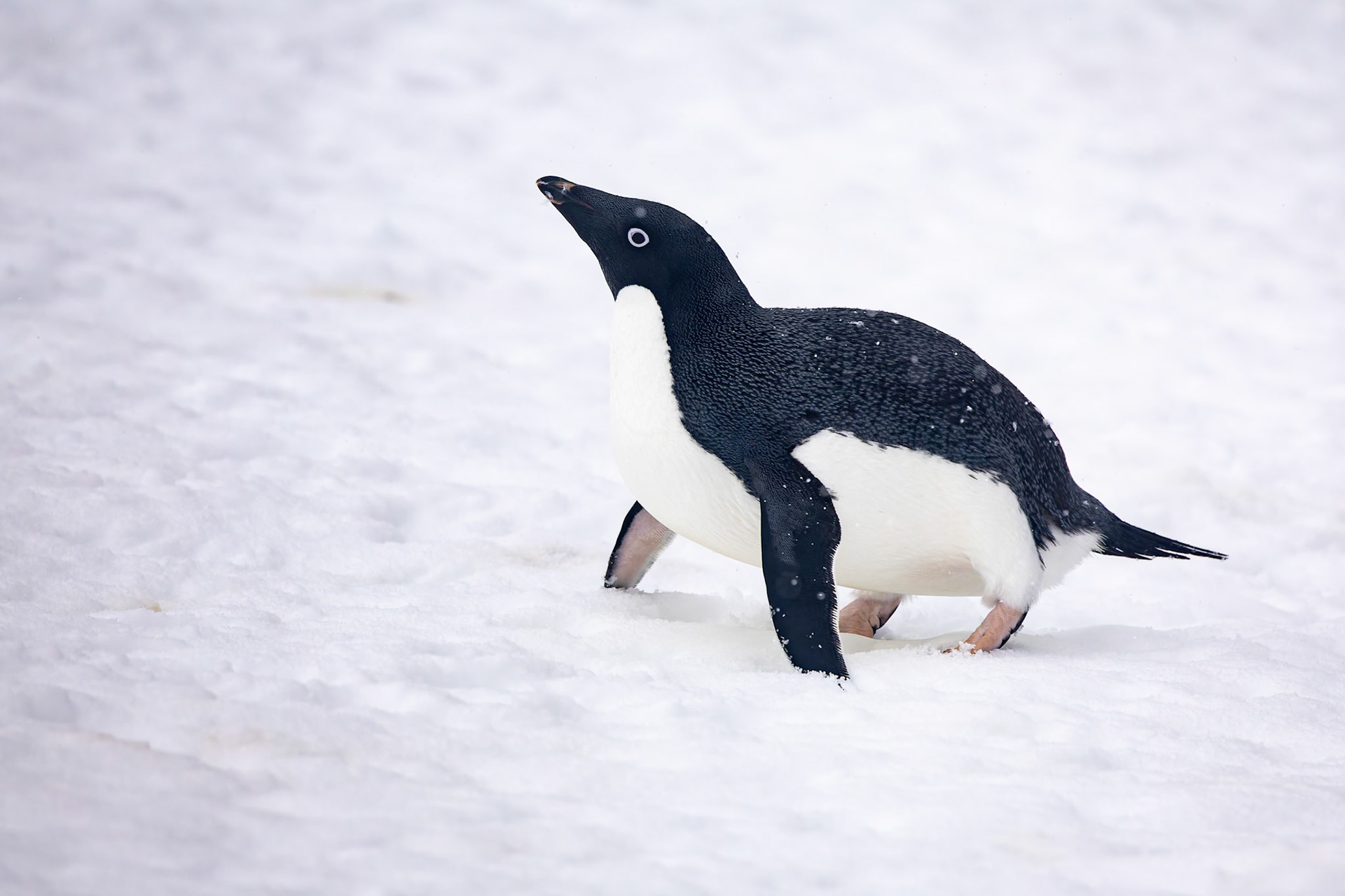 Adelie penguin, Niko Harbour, Antarctica