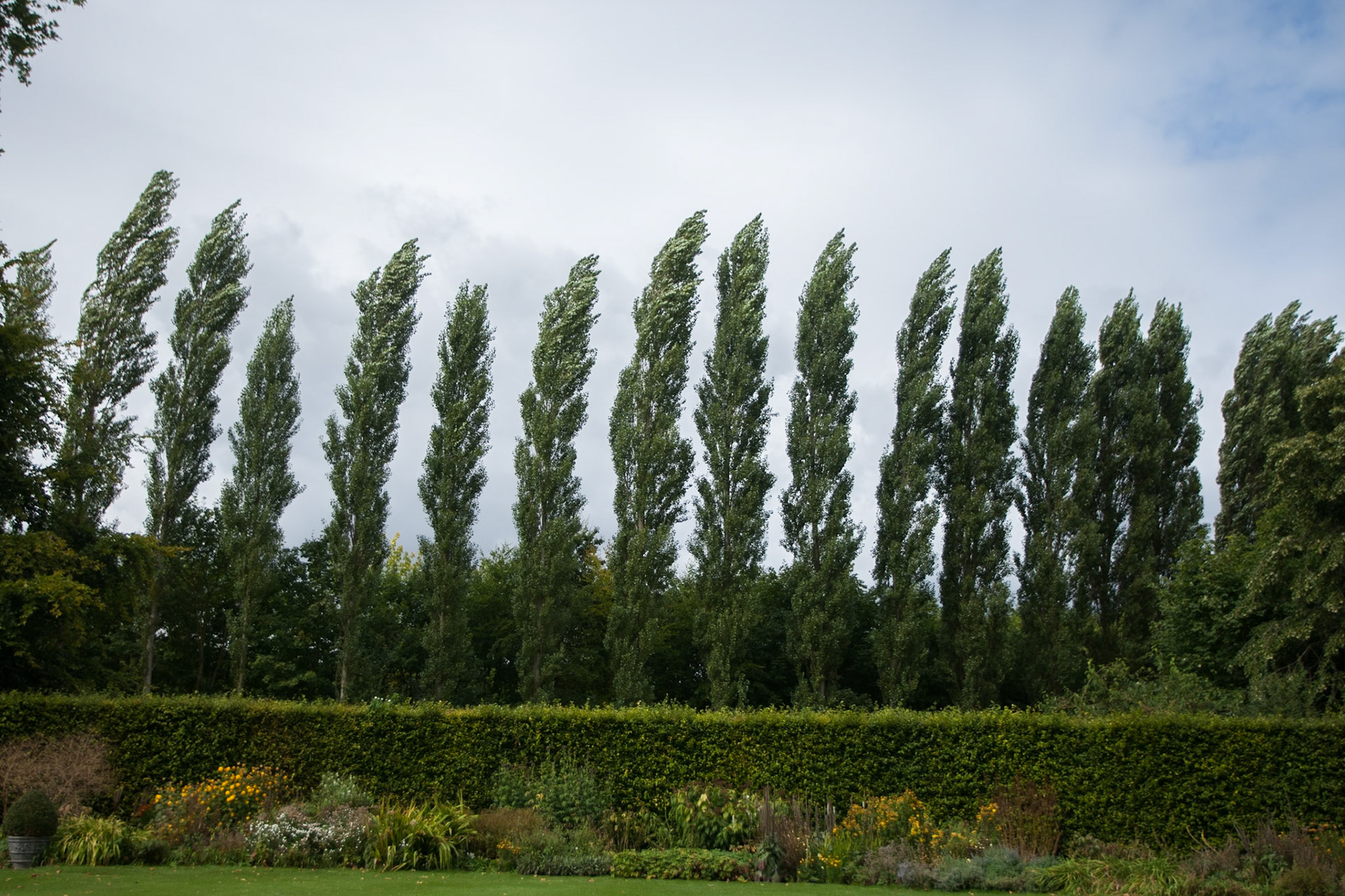 Trees in the wind, Anglesey Abbey, Cambridgeshire.