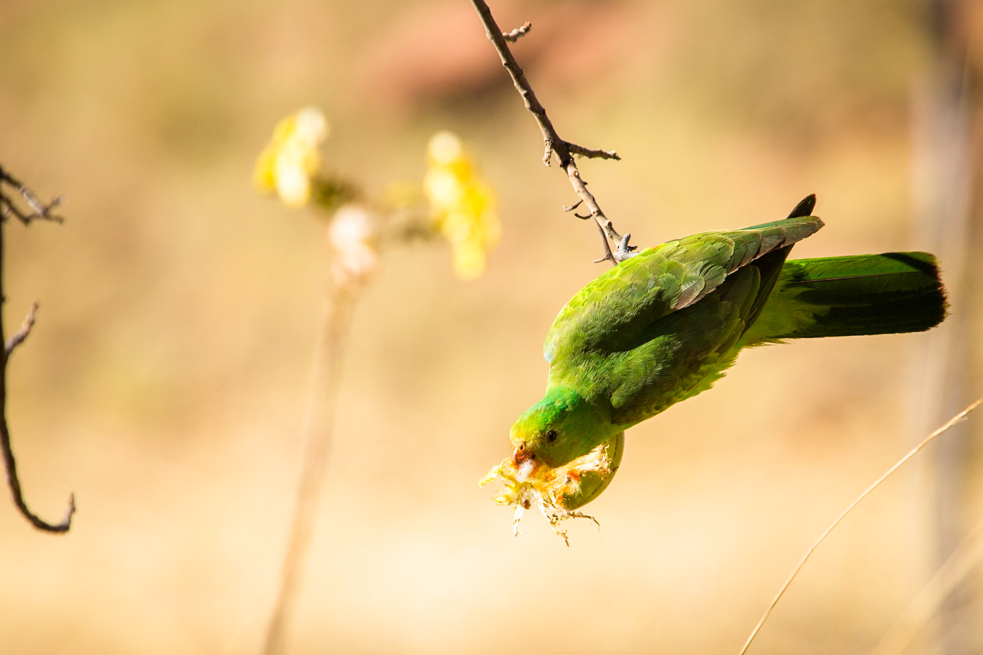Red-winged parrot, El Questro Wilderness Park, The Kimberly, Western Australia