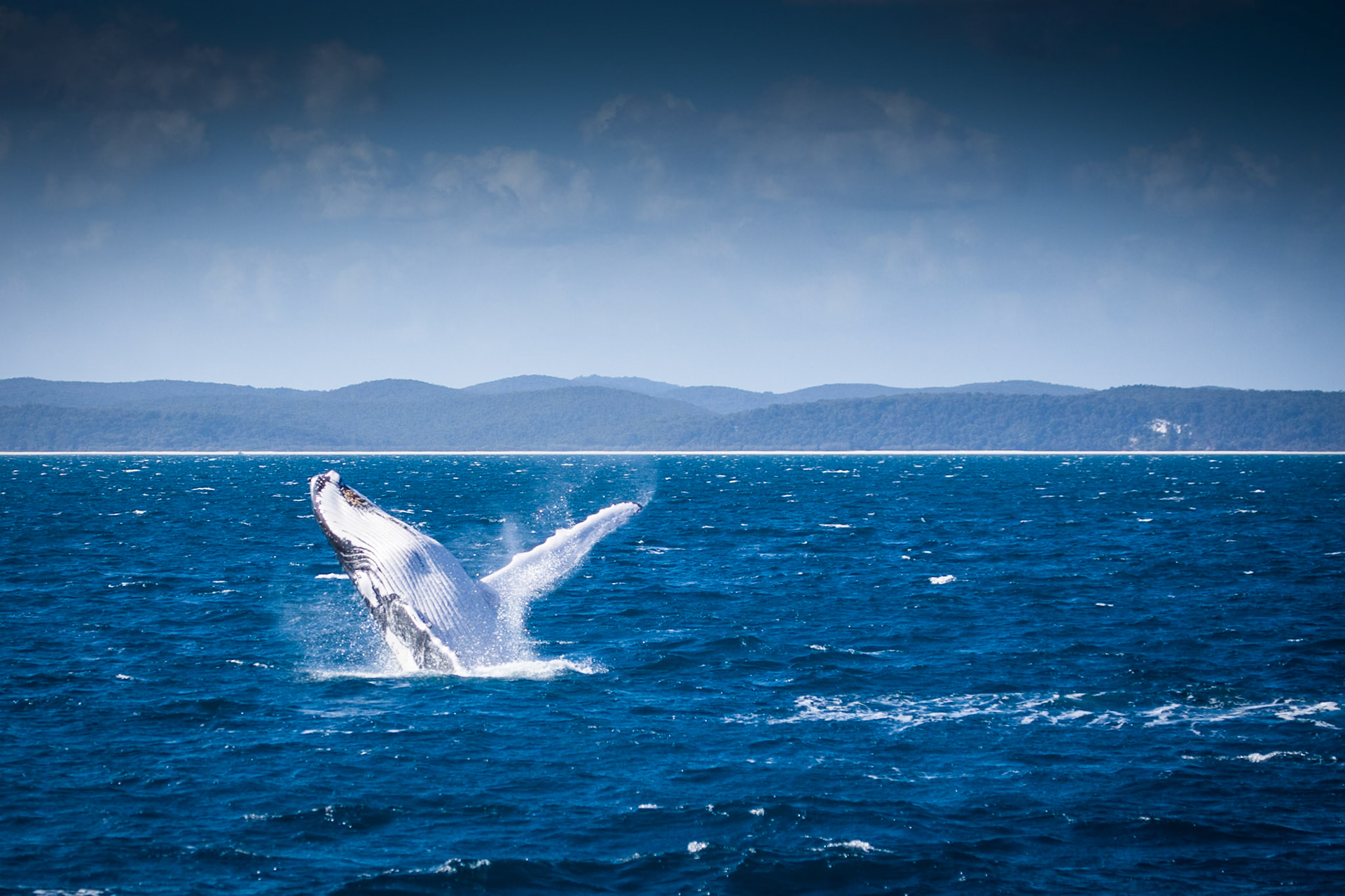 Humpback whale breaching, Hervey Bay near Fraser Island, Queensland