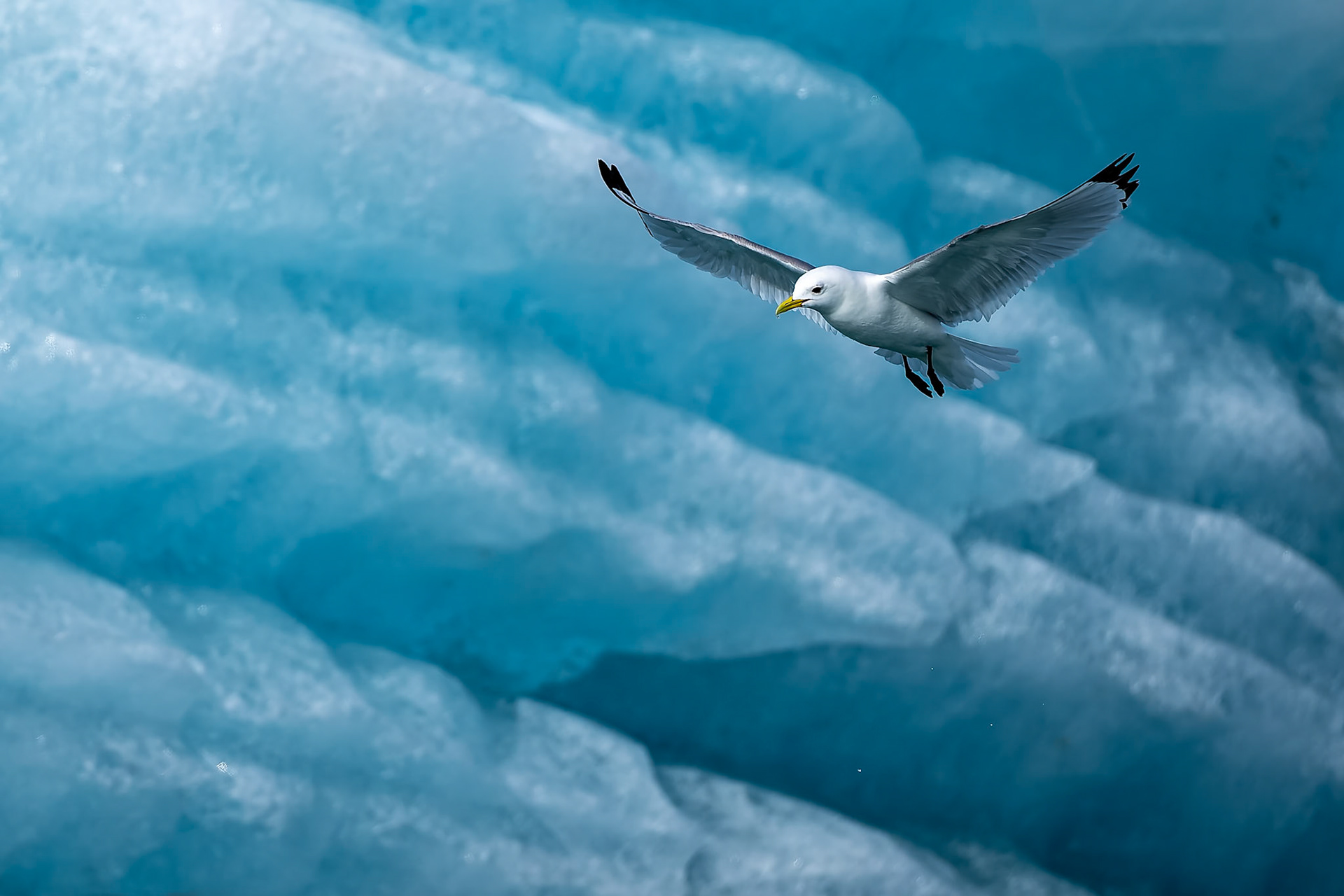 Kittiwake, Monacobreen, Svalbard, Norway