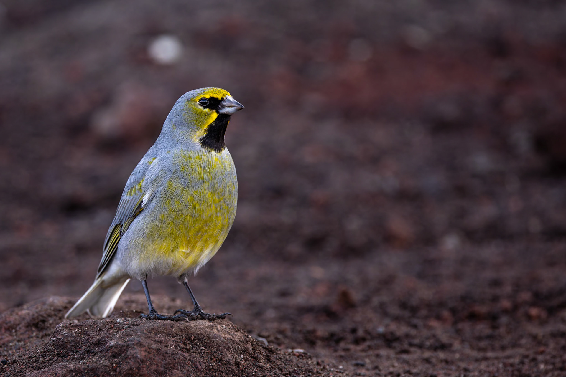 Yellow-bridled finch, Vulcan Osorno, Petrohue, Chilé