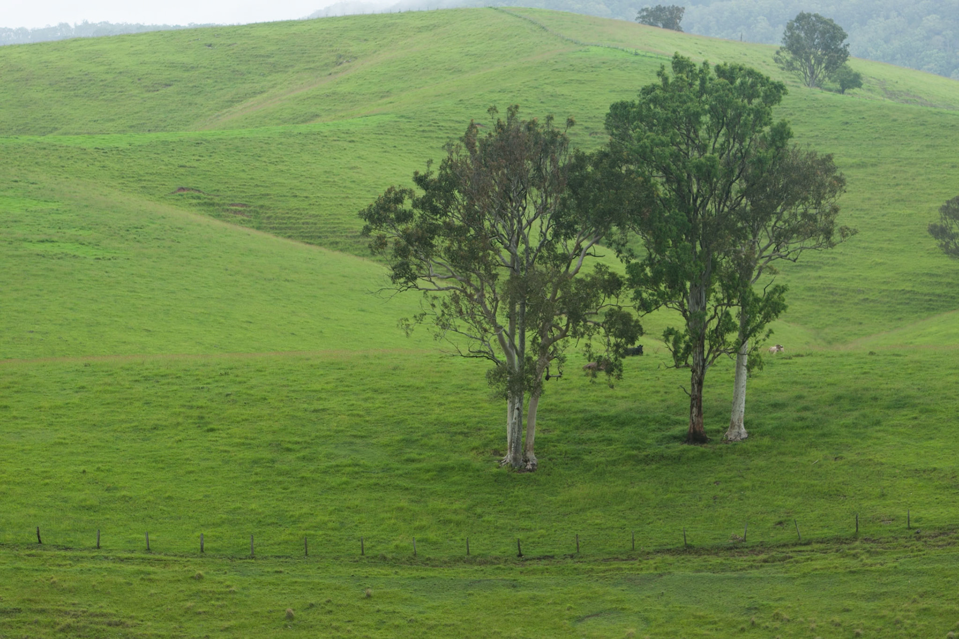 Trees and rolling hills, near Dungog, New South Wales